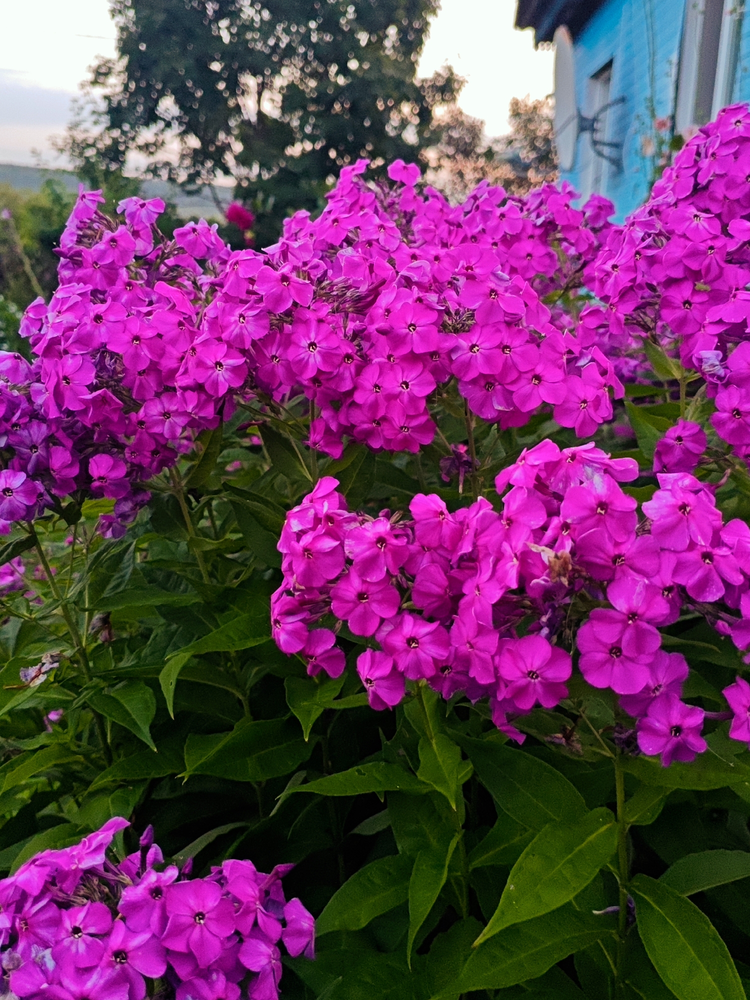 A medium shot captures a vibrant cluster of bright pink phlox flowers in the foreground, with lush green foliage below and to the sides. In the background, out of focus, a tree with scattered sunlight is visible, along with a portion of a bright blue wooden building and a satellite dish. The overall scene is outdoors, suggesting a garden or yard setting. The lighting indicates it is likely daytime.