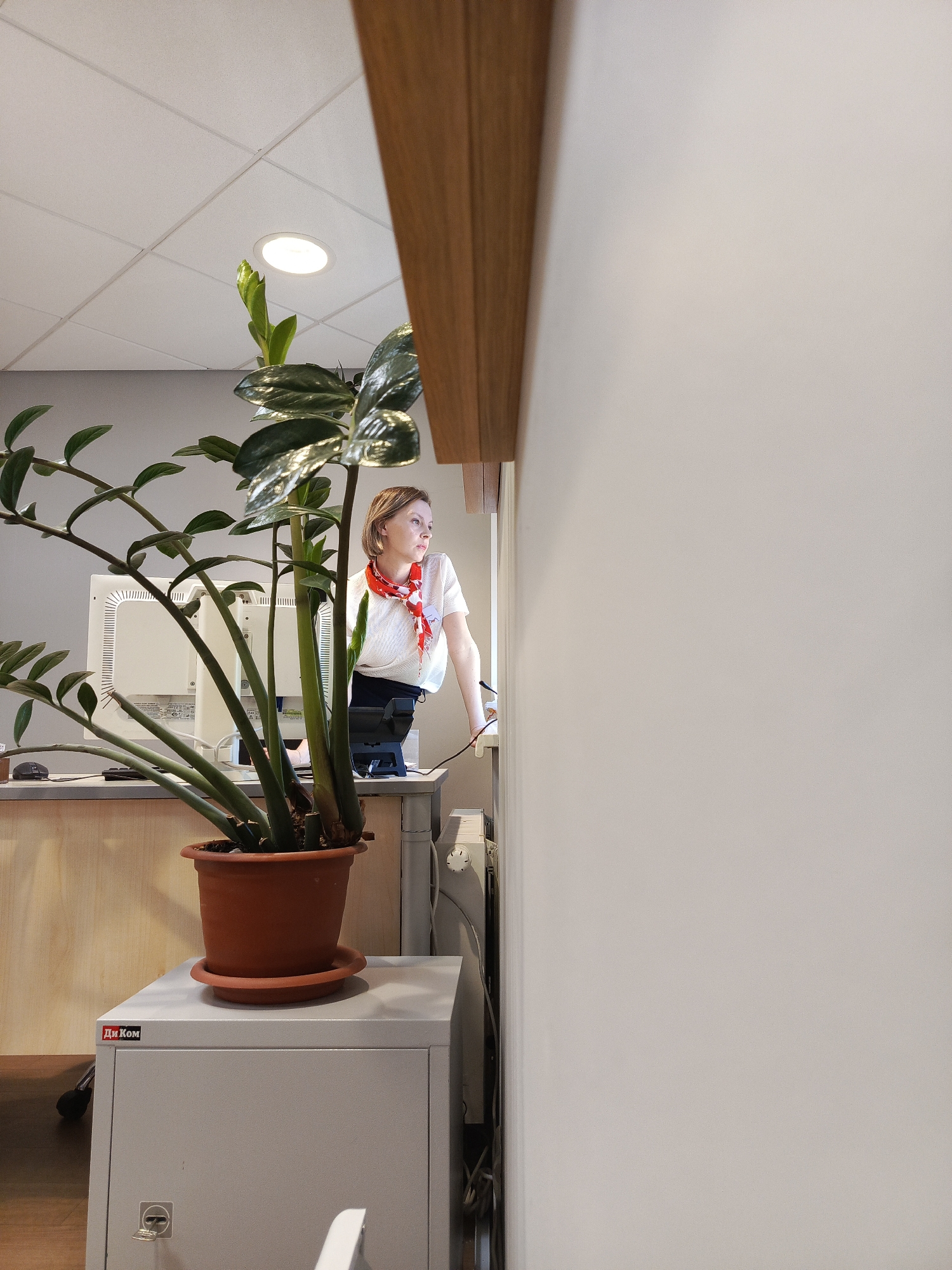 A medium-shot photograph taken indoors depicts a woman standing behind a reception desk in what appears to be an office setting, with a large plant in the foreground partially obscuring her. The woman, with short blonde hair, wears a white top and a red and white scarf. She leans slightly forward with her right hand resting on the desk. Behind her is a computer monitor. A large potted ZZ plant with long stems and green leaves dominates the left side of the frame. The plant pot sits atop a grey metal filing cabinet labeled "ДИКом" in Cyrillic. The background includes a neutral-colored desk and wall. The scene appears to be in an office setting, plausibly in the city of Chaikovsky, Russia, given the Cyrillic label on the cabinet. A partial view of a wooden beam is visible at the top right corner.