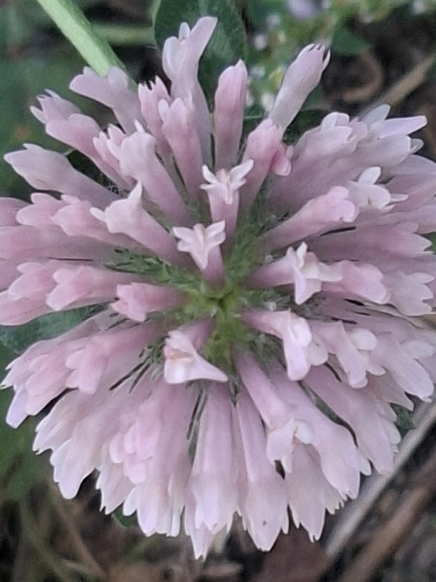 A close-up, top-down, macro photograph captures a cluster of small, pale pink tubular flowers. The flowers are tightly packed and radiate outwards from a central point. Each individual flower has a delicate, slightly fluted opening with five small, pointed petals. The petals are translucent, allowing some light to pass through. The central part of the cluster shows hints of green, likely stems or sepals. The background is a blur of muted green foliage and dark, out-of-focus elements, suggesting an outdoor, natural setting. The lighting is soft, highlighting the textures and subtle color variations of the petals. There are no people, animals, or man-made objects visible in the frame. The image is likely taken in a park or garden in Almaty, Kazakhstan, given the prompt's context.