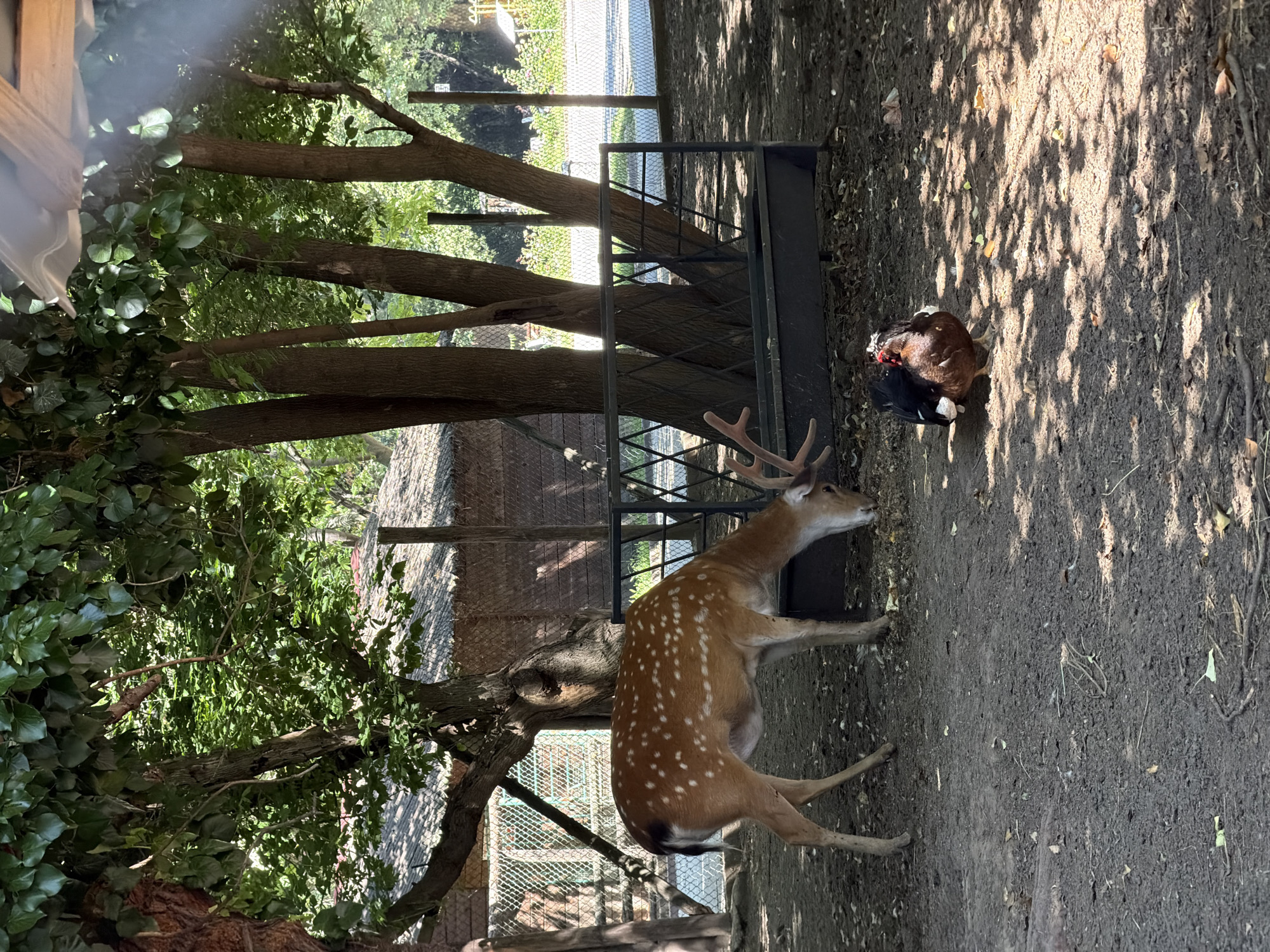 This media file depicts an outdoor scene at a zoo or wildlife enclosure, possibly in Pazardzhik, Bulgaria. The primary subjects are a sika deer with distinctive white spots on its coat and a chicken. The deer is standing and facing to the right of the frame, with its antlers visible. The chicken is perched on the ground to the right of a dark metal feeder, appearing to be resting.
The setting is a dirt enclosure with trees casting dappled shadows on the ground, suggesting it is daytime with sunny weather. Green foliage from trees and ivy is present in the upper left portion of the image. A large metal feeder is positioned in the middle ground. Behind the feeder, a fence and more trees can be seen. Further in the background, there are hints of structures, possibly part of the enclosure or adjacent buildings.
The image appears to capture a moment of peaceful coexistence between the animals within their habitat. There are no people visible, and no text is discernible in the image. The overall impression is a snapshot of wildlife in a controlled environment.