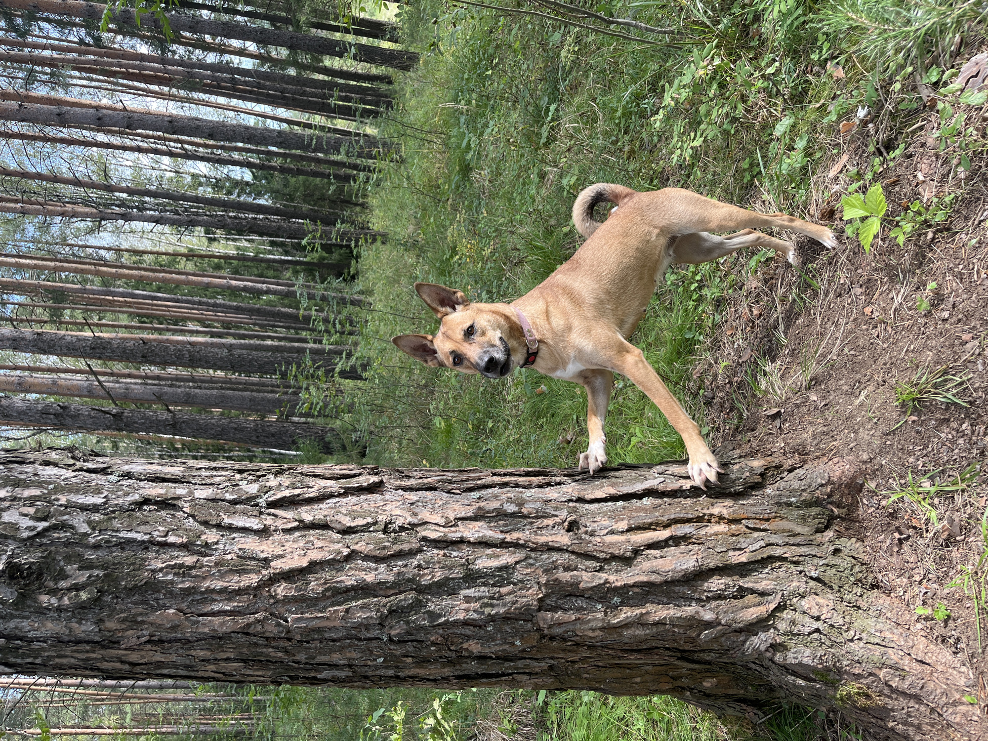 A tan-colored dog with pointed ears and a black-tipped tail stands on its hind legs, pawing at a large tree trunk. The dog is wearing a pink collar. The scene is set in a pine forest, with numerous tall, slender pine trees visible in the background. The ground is covered in grass, small plants, and pine needles. The lighting suggests it is daytime. The location is the city of Nizhny Tagil, Russia.