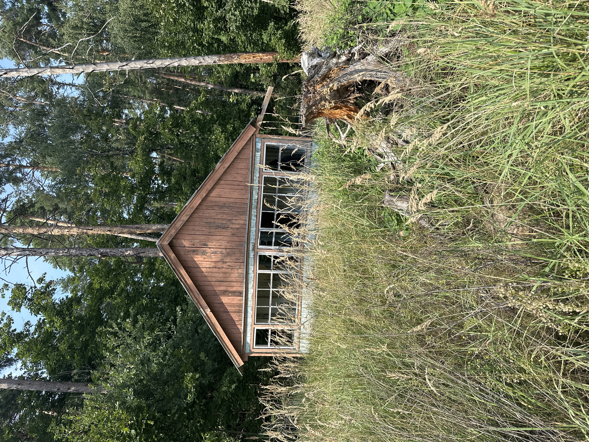 A derelict wooden house stands amidst tall, dry grass and dense forest in the village of Sadovka, Russia. The house has a weathered, reddish-brown wooden exterior and a light blue base. Its large, multi-paned windows are dark and appear empty. A partially visible wooden lean-to extends from the right side of the roof. In the foreground, to the right of the house, a large, decaying tree stump with exposed, gnarled wood lies among the tall grasses and scattered debris. The background is filled with the lush green foliage of various trees, creating a sense of isolation. The scene is bathed in natural daylight, casting soft shadows.