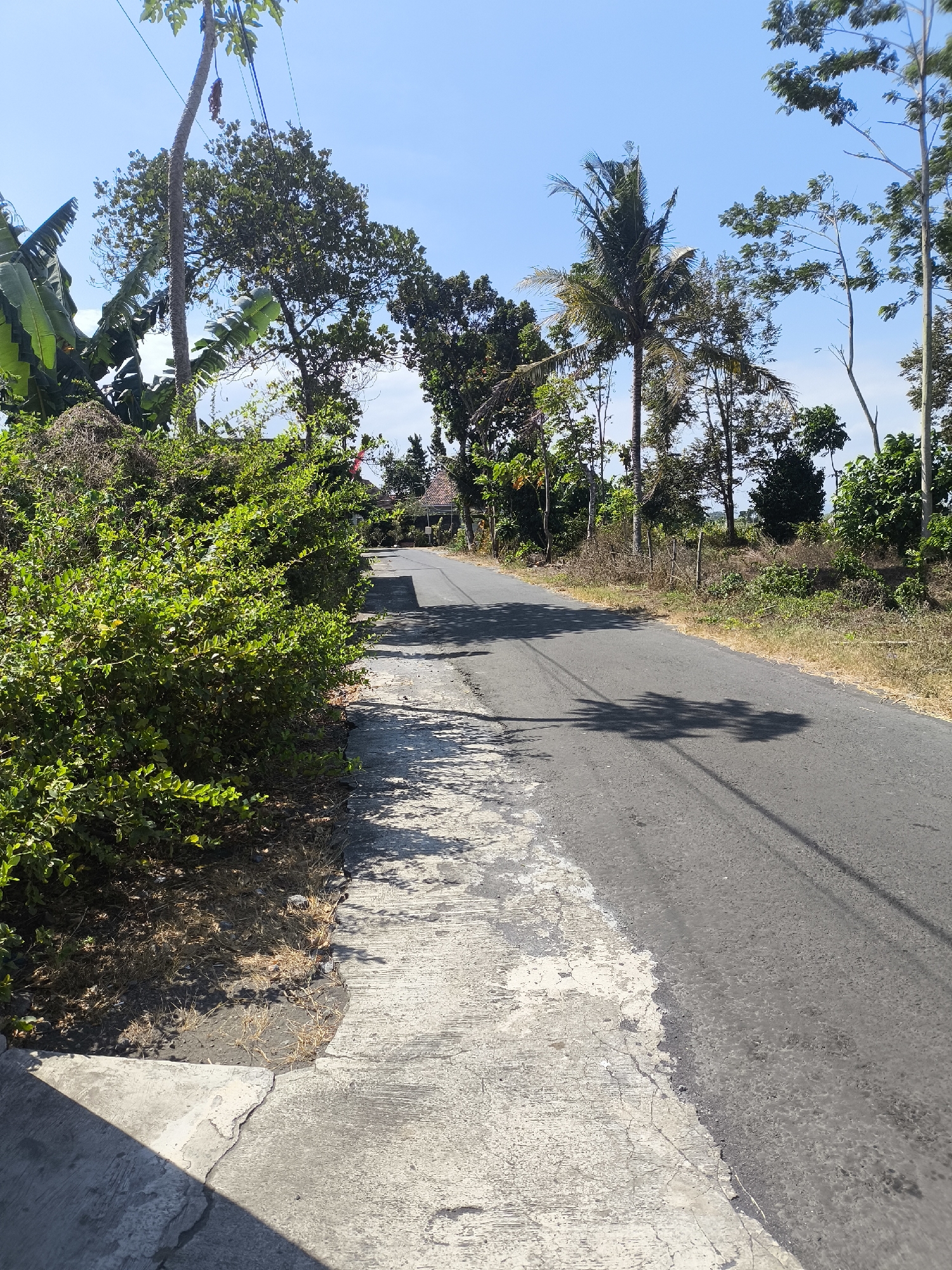 The image depicts a rural road in the city of Grati, Indonesia. The road is paved with asphalt and has a concrete shoulder. Lush green bushes line the left side of the road, with a variety of trees, including palm trees, visible in the background. The sky is clear and blue. A few houses with red tiled roofs can be seen in the distance, suggesting a residential area bordering the road. The scene is bathed in sunlight, casting shadows of the trees onto the road. The overall impression is one of a peaceful, natural environment.