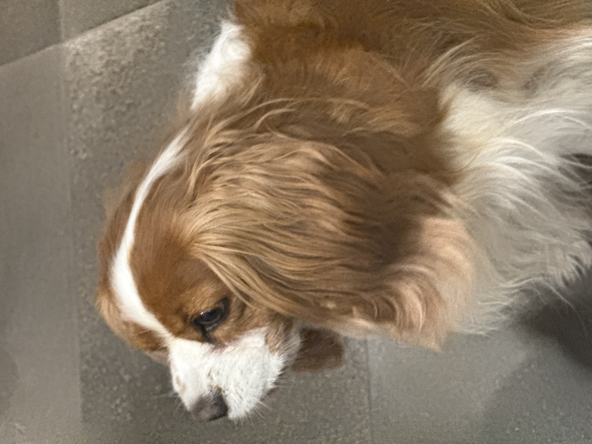 A Cavalier King Charles Spaniel is lying down on a gray floor. The dog has a white stripe down the center of its face, brown and white fur on its head, and long brown ears. The exact location in Sofia, Bulgaria is not discernible from this image.
