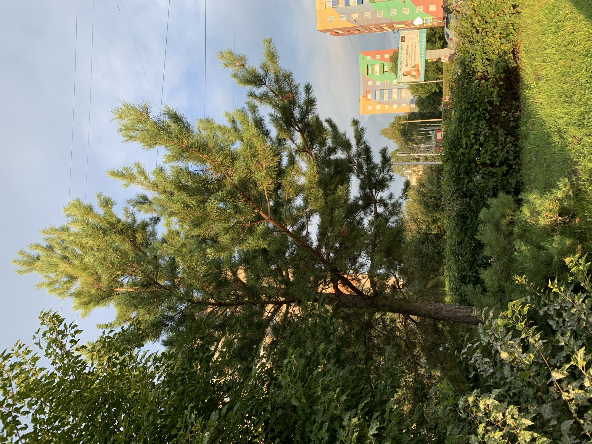 The image captures a sunlit street scene in Prokopyevsk, Russia. A mature pine tree with vibrant green needles is positioned prominently in the foreground, its branches extending upwards and to the right. To the left of the pine, a dense deciduous tree with lighter green foliage creates a layered effect. A neatly trimmed hedge runs horizontally across the mid-ground, separating the trees from a grassy area and a paved road.
In the background, characteristic multi-story apartment buildings with colorful facades are visible. One building features segments of orange, yellow, and blue, while another displays green and blue sections. A large billboard advertising a medical center with the text "МЕДИЦИНСКИЙ ЦЕНТР ДЕРМАТОСКОПИЯ" is mounted on a pole. Several individuals are present on the sidewalk and road, some walking and one person appears to be driving a car. Power lines are strung across the sky, and the overall lighting suggests it is late afternoon or early evening. The sky is a mix of blue and soft grey clouds.