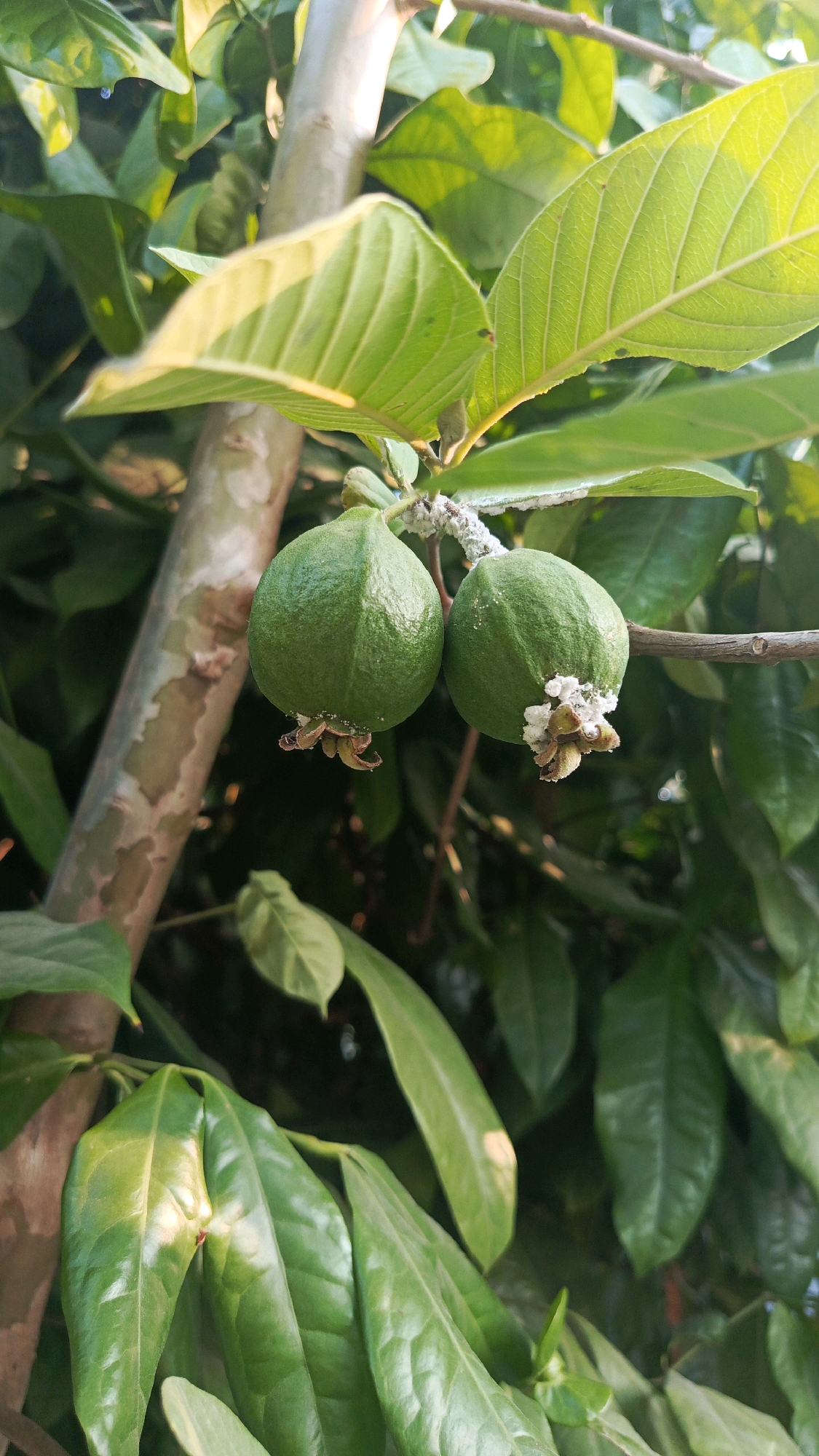This is a close-up, vertical shot of two small, green, unripe guavas hanging from a branch. The guavas are round with a slightly pointed end and show some white, fuzzy growth, likely mealybugs, around their bases. They are surrounded by lush green leaves and a light brown, textured tree trunk is visible on the left side of the frame. The lighting suggests it is daytime, with sunlight filtering through the foliage. The image was taken in Kertosari, Indonesia, a location known for its tropical climate and fruit cultivation.