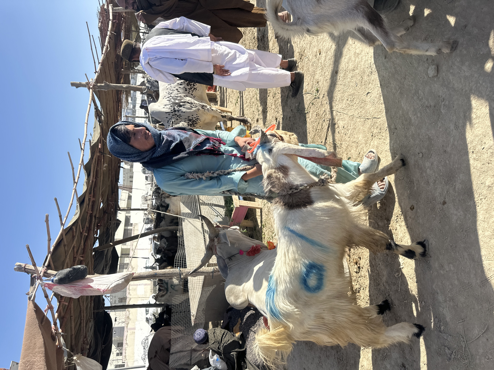 A street market in Quetta City Tehsil, Pakistan shows a vendor in a blue headscarf and tunic sitting on a low stool, managing goats. A white goat with blue markings stands prominently in the foreground. Another goat with horns and a floral decoration also stands nearby. People in traditional Pakistani attire are present. A makeshift shelter with bamboo and fabric provides shade. The ground is dusty and sunlight is strong, casting sharp shadows.
