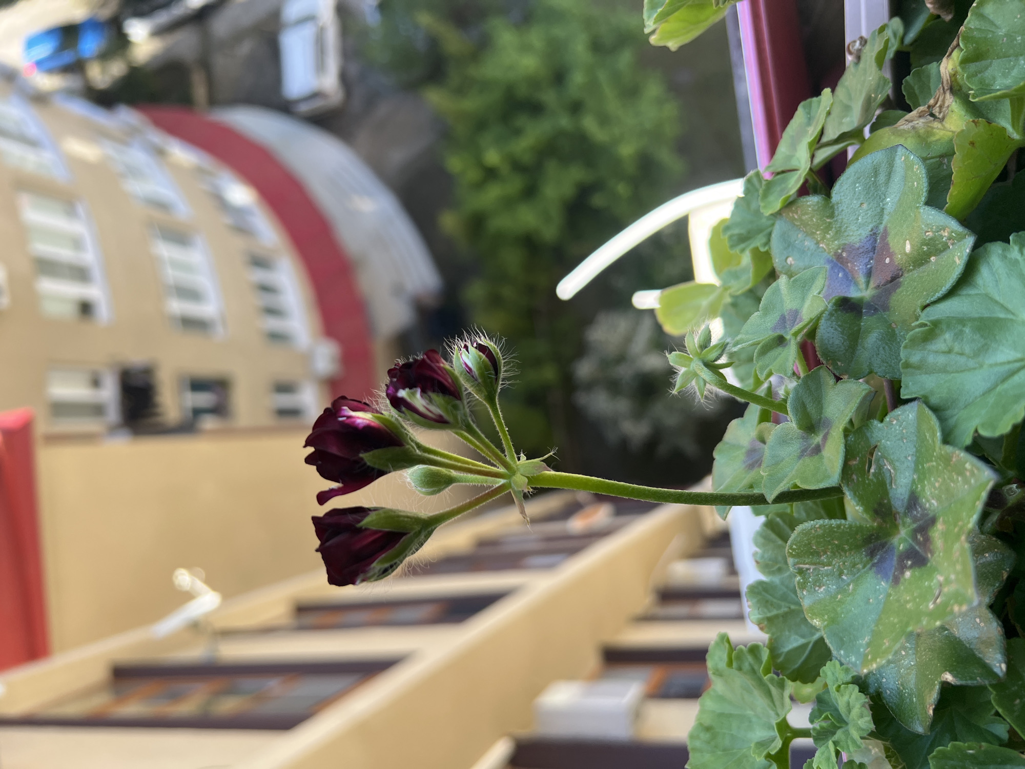 The image displays a close-up of a plant with dark red flower buds and green leaves, set against a blurred urban background, rotated approximately 90 degrees clockwise. In the foreground, a cluster of vibrant, dark red flower buds, some beginning to open, are visible on a stem covered with fine, white hairs. The plant's green leaves surround the buds, many featuring distinct, star-shaped patterns of darker green or purple in their centers. Part of a white plastic support, likely from a planter, is visible on the right.
The background shows a multi-story building with a light beige or cream facade, featuring numerous windows with white frames. A prominent architectural detail is a curving red band that runs along a section of the building. Below the main windows, a pattern resembling checkered or tiled designs can be observed. Beyond the building, a lush, blurred expanse of green trees suggests a park or forested area. In the far distance, a white vehicle is faintly visible. The elevated viewpoint indicates the photograph was taken from a balcony or window. The scene is illuminated by natural daylight, suggesting it is either morning or afternoon with clear or partly cloudy skies. No people or visible text are present in the image. The location is Sochi, Russia.
