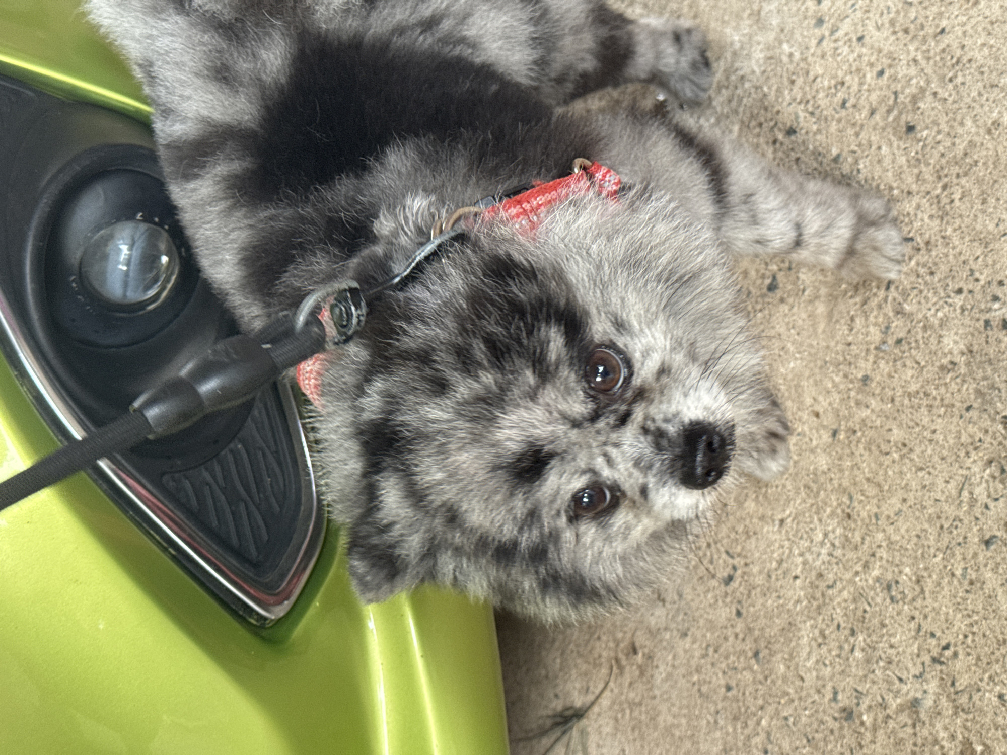 A fluffy, gray-and-black speckled dog with a red collar is lying on a textured concrete surface next to a bright green object. The dog is looking up at the camera with curious, dark eyes. Part of its body rests on the green object, which appears to be a vehicle or piece of equipment, with a black strap attached to a metal ring on its collar extending towards it. The scene suggests an outdoor setting, likely a roadside or parking area, given the concrete and the presence of what seems to be part of a vehicle. The lighting appears to be natural daylight, casting soft shadows. The dog's expression is gentle and engaging, suggesting it might be waiting or resting. No visible text is present in the image. The context of Mũi Né, Vietnam, implies a warm, possibly tropical climate, though weather conditions are not explicitly visible.