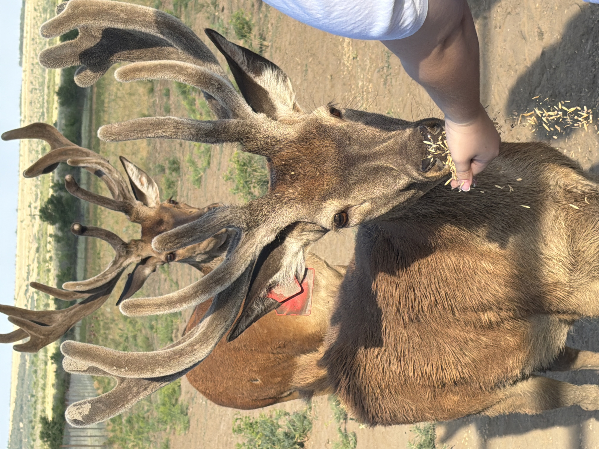 In a dusty, outdoor enclosure with sparse vegetation and a distant fence, two deer with velvet-covered antlers are present. In the foreground, a close-up shows the head of one deer as it eats grain from a person's outstretched hand. The deer has brown fur, dark eyes, and prominent ears. A red tag is visible on the side of its neck. Behind it, the body of a second deer is partially visible. The person's arm and shoulder, clad in a white shirt, are also in the frame. The ground is dry and dirt-covered. The image appears to have been taken in a rural setting, possibly a wildlife sanctuary or a farm.