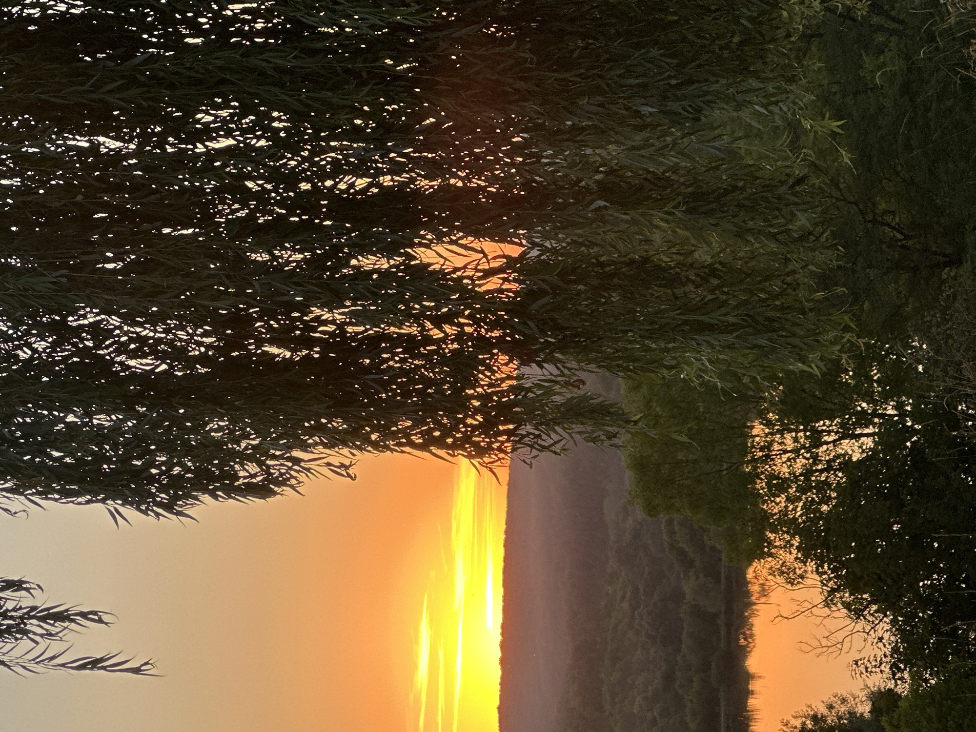 This image captures a sunset over a river near Makiv, Ukraine. The sky is a vibrant orange and yellow, with the sun low on the horizon. A weeping willow tree with long, drooping branches frames the right side of the image, its leaves silhouetted against the bright sky. The river below reflects the sunset's colors, creating a shimmering orange surface. The landscape features rolling hills covered in dense green trees. The overall scene is serene and natural, with no people or man-made structures visible.