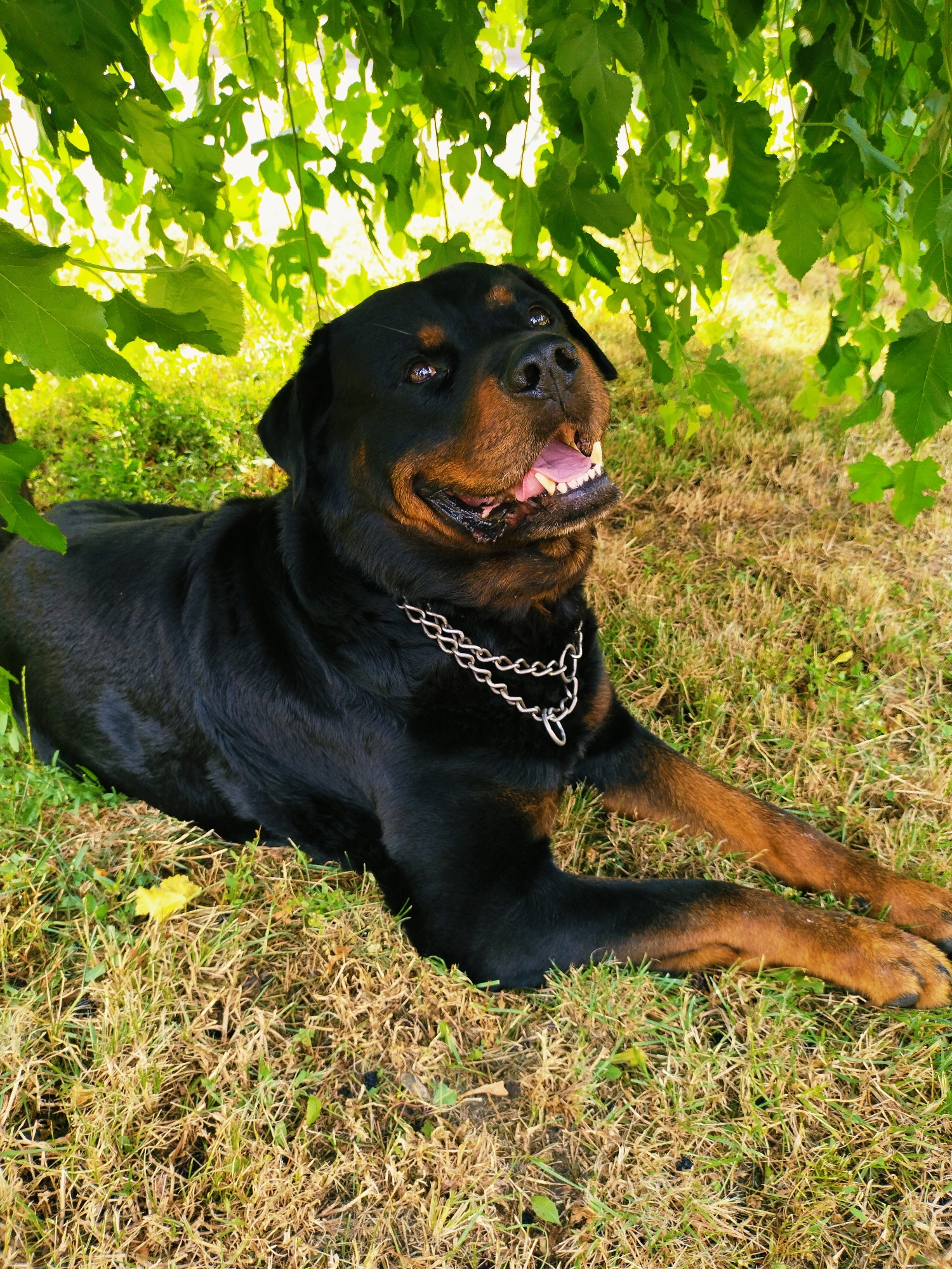 In Horishni Plavni, Ukraine, a Rottweiler lies on dry grass under the shade of leafy green trees. The dog is wearing a thick silver chain around its neck and has its mouth open, panting. Sunlight filters through the leaves, casting dappled light on the dog and the dry, yellowed grass. The environment appears to be outdoors, possibly a park or backyard, with some green grass interspersed with the drier areas.