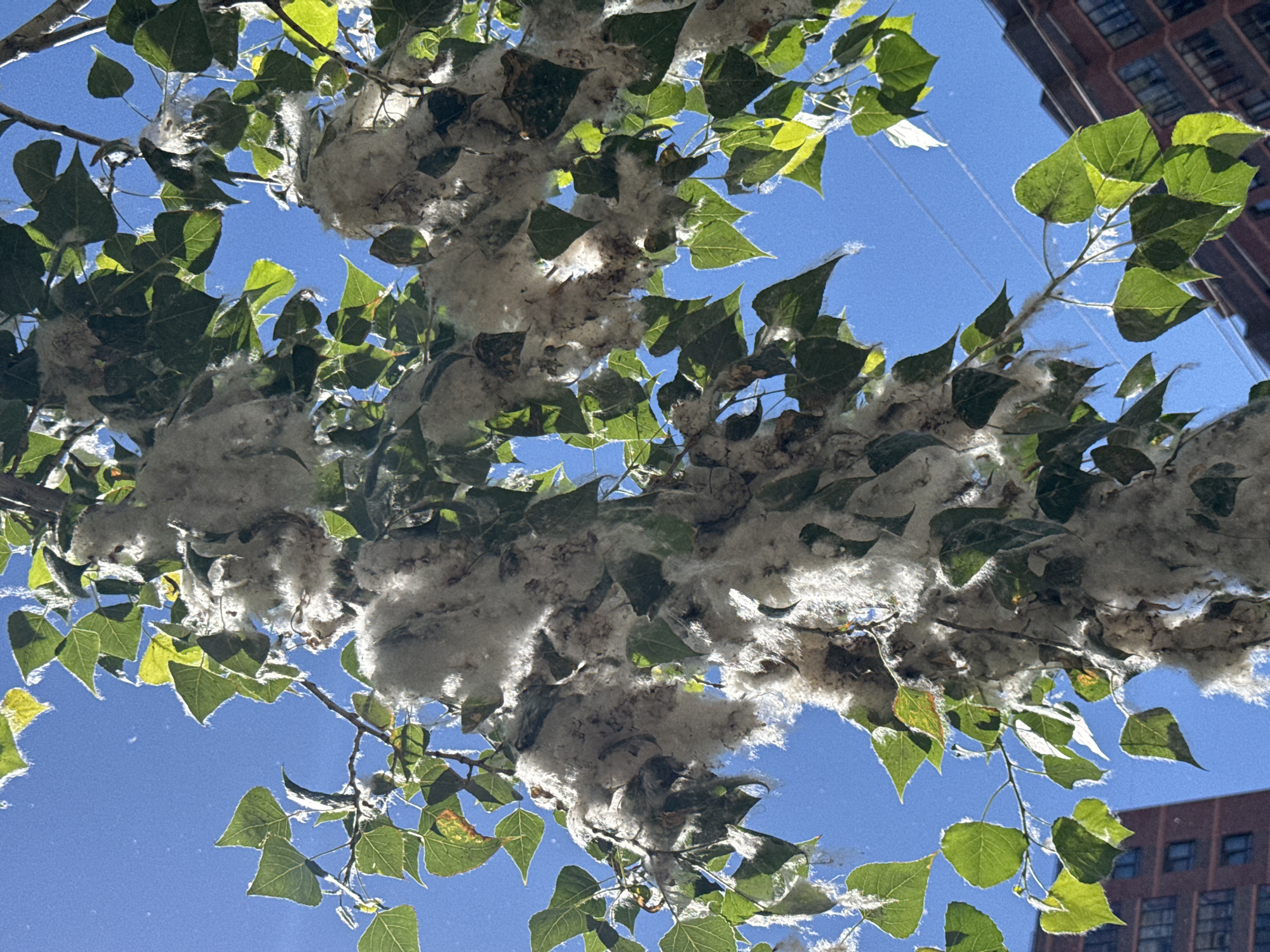 The image depicts a tree branch heavily laden with cottonwood fluff, a common occurrence in Novosibirsk, Russia, during late spring and early summer. The fluff appears as white, wispy masses clinging to the branches and interspersed with green leaves. The sky is a clear, vibrant blue. In the background, a building with red-brown brickwork is visible, suggesting an urban or suburban setting. The perspective is from below, looking up at the tree and the sky.