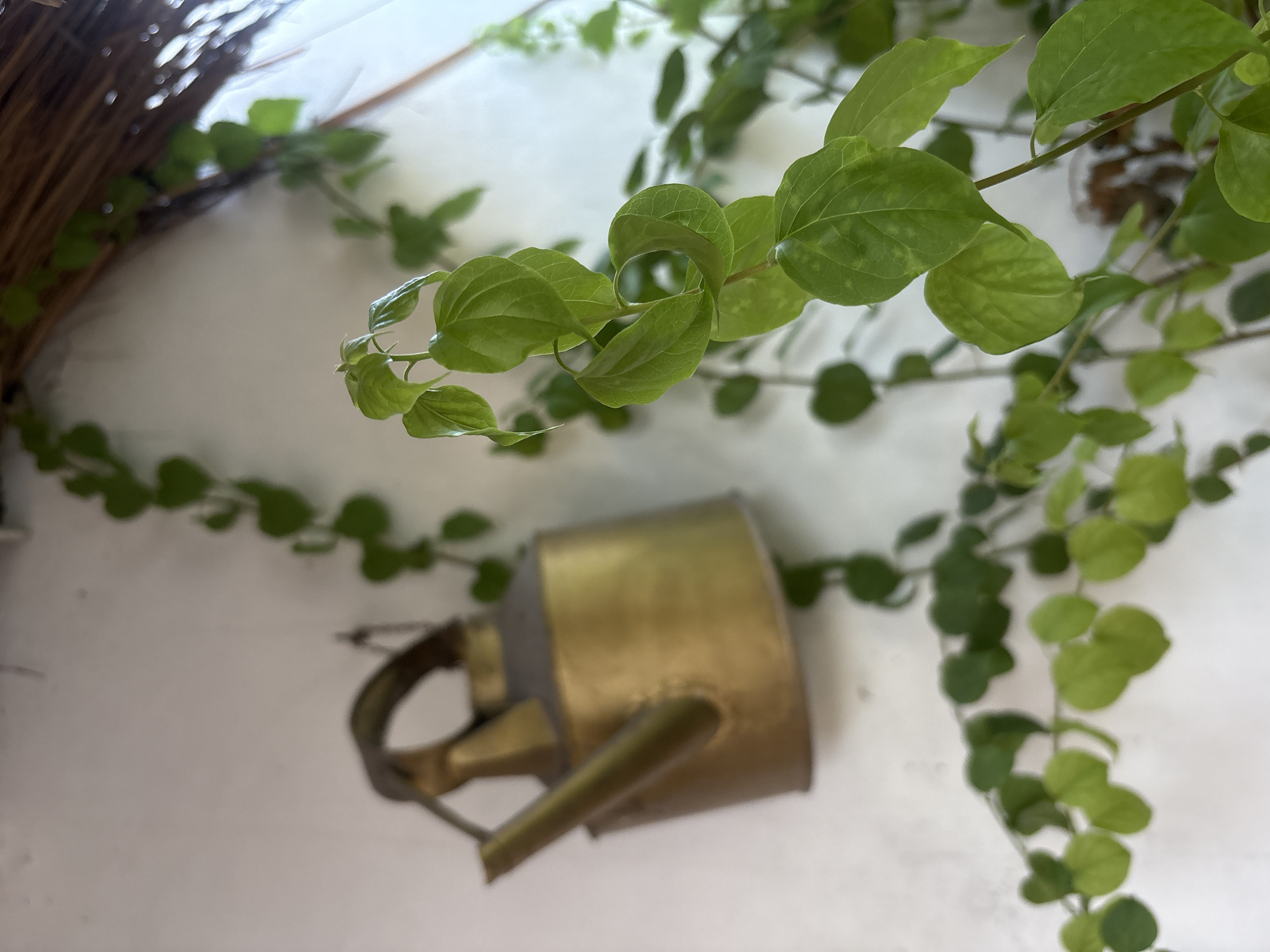 A vintage brass teapot hangs on a white wall, adorned with lush green vines. The teapot, a muted gold color, has a curved handle and a long spout, and appears to be suspended by a thin wire. The vines, with their heart-shaped leaves, weave their way across the wall, creating a natural, organic feel. The background is softly blurred, drawing attention to the teapot and the vibrant greenery. In the upper right corner, a hint of a thatched roof or awning is visible, suggesting an outdoor setting, perhaps a patio or garden area. The lighting is soft and natural, casting a gentle glow on the scene.