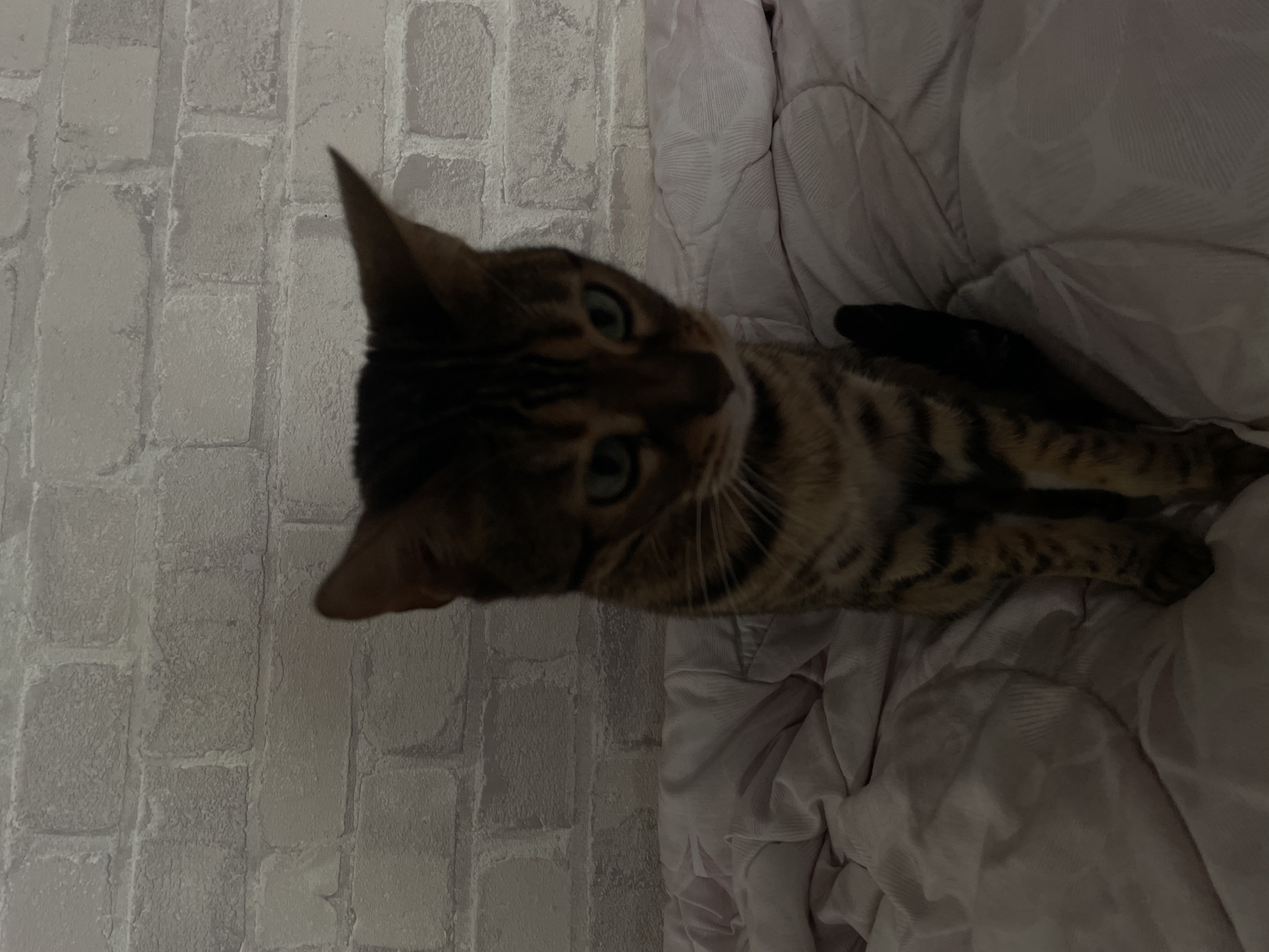The image shows a Bengal cat sitting on a bed with a white brick wallpaper in the background. The cat is facing forward and looking directly at the camera. The cat has brown and black stripes and green eyes. The bed is covered with a pink comforter. The image is taken from a slightly high angle.