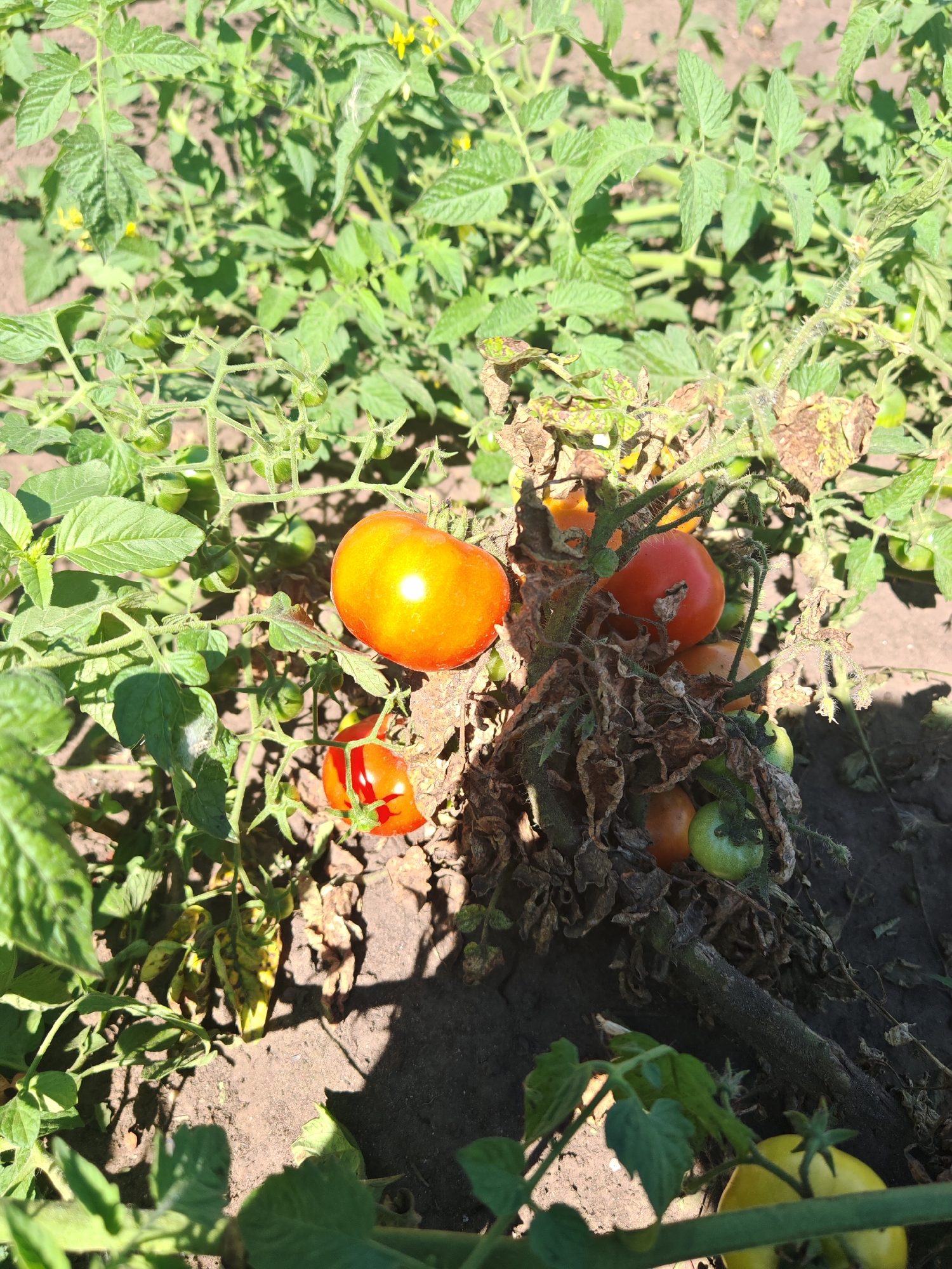 The image depicts a close-up view of a tomato plant in a garden. Several ripe tomatoes are visible, some of which are bright orange and red, while others are still green. The plant has lush green leaves, but some parts show signs of wilting and browning, suggesting potential disease or stress. The ground is dark soil, with some shadows cast by the plant and surrounding foliage. The overall scene is indicative of a summer harvest in a rural or suburban setting. Based on the provided information, this garden is located in Chernakovo, Russia.
