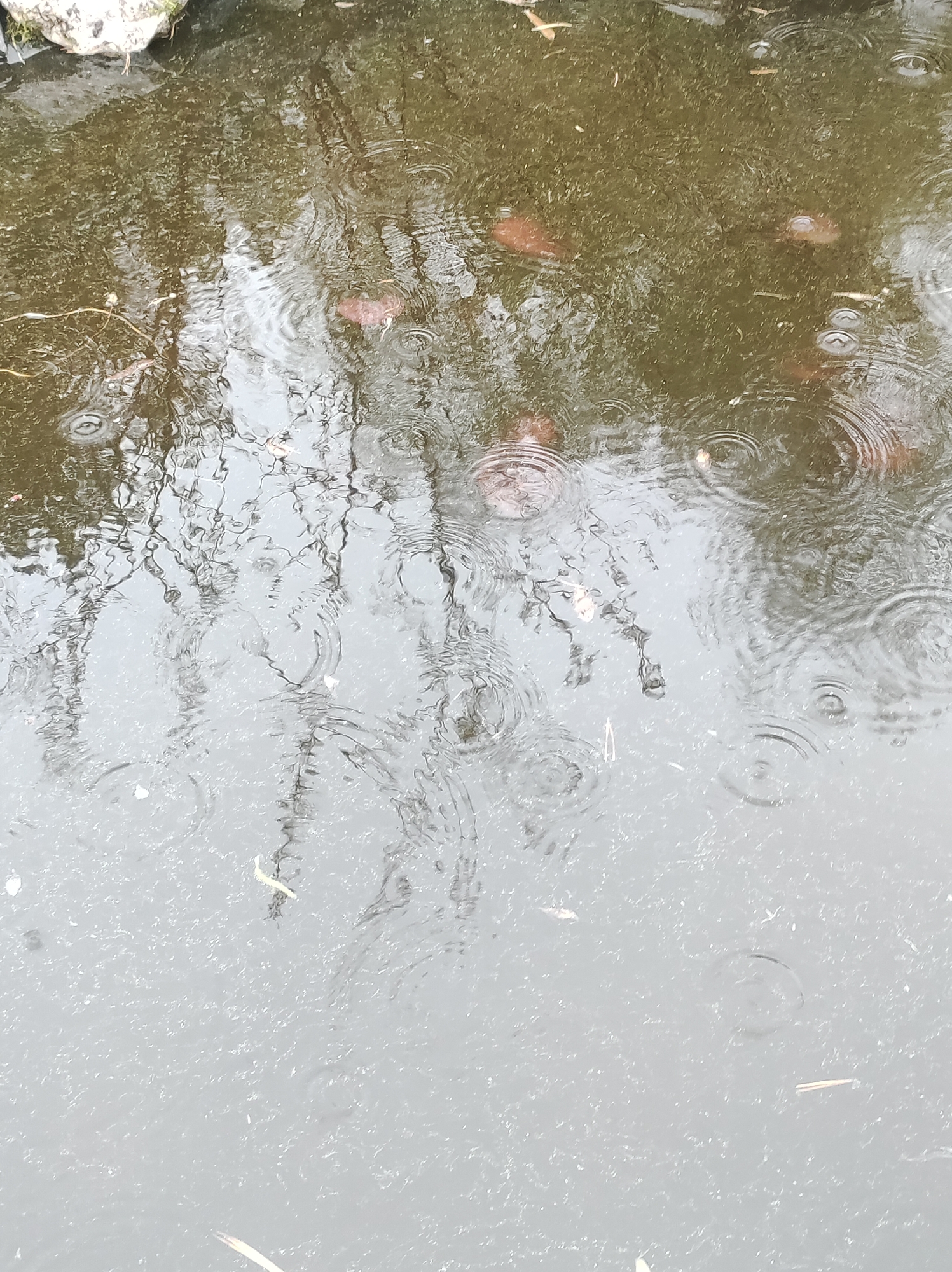 The image depicts a body of water in Фоки, Russia. The water is covered in ripples and droplets, indicating that it is raining. There are leaves and small debris floating on the surface of the water. Reflections of trees are visible in the water.