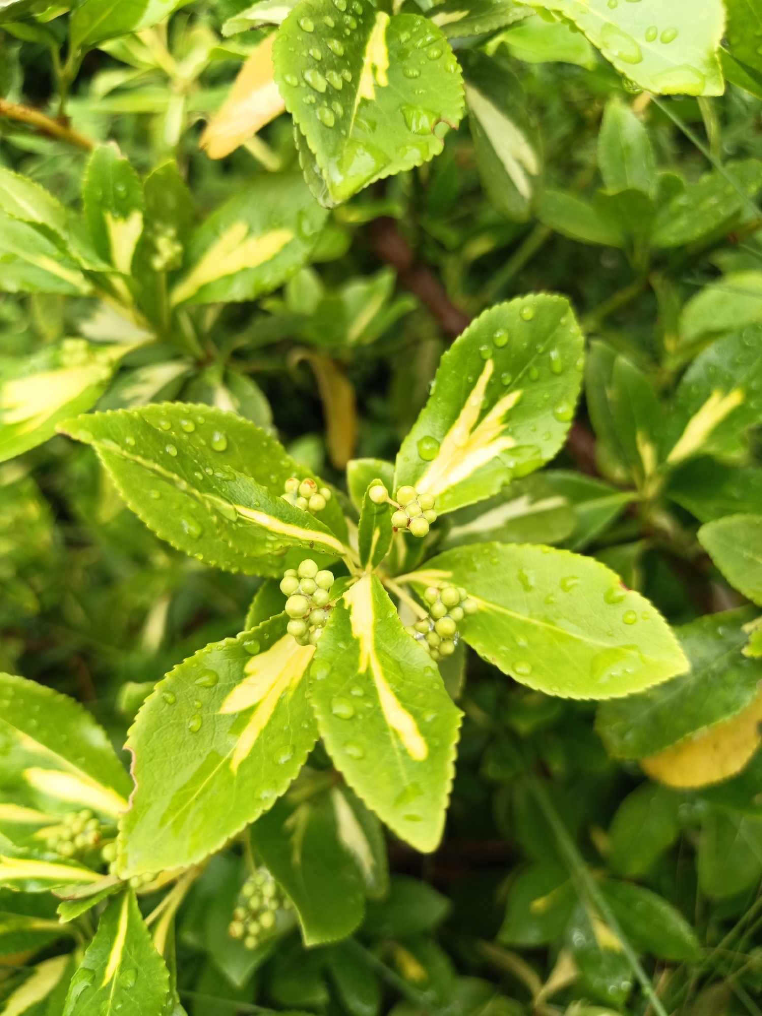 In Лосева, Belarus, a close-up, high-angle shot captures a variegated plant, likely a shrub, adorned with water droplets. The leaves are predominantly a vibrant green with striking streaks of yellow, suggesting a variegated cultivar. Several clusters of small, green, berry-like buds are visible, hinting at an early stage of flowering or fruiting. The surface of the leaves is wet, indicating recent rain or dew. The background is a soft blur of more foliage, with darker green hues suggesting depth and shadow. The lighting is diffused, common for overcast conditions or a shaded area. No people or specific urban structures are discernible.