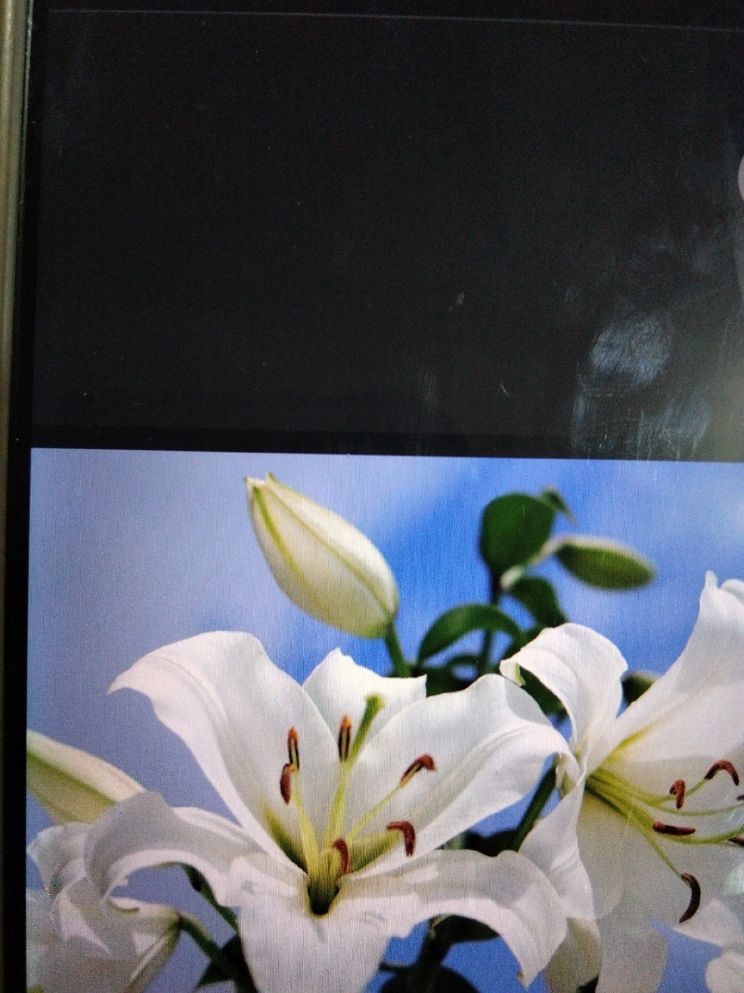 The image displays a close-up of white lilies against a bright blue sky. Several lilies are visible, some in full bloom with delicate white petals and dark stamens, while others are still in bud. Green leaves and stems are interspersed among the flowers. The top portion of the image shows a dark, out-of-focus area, possibly a screen or frame. The image is a photograph and does not contain any information about the city of Bireuen, Indonesia.