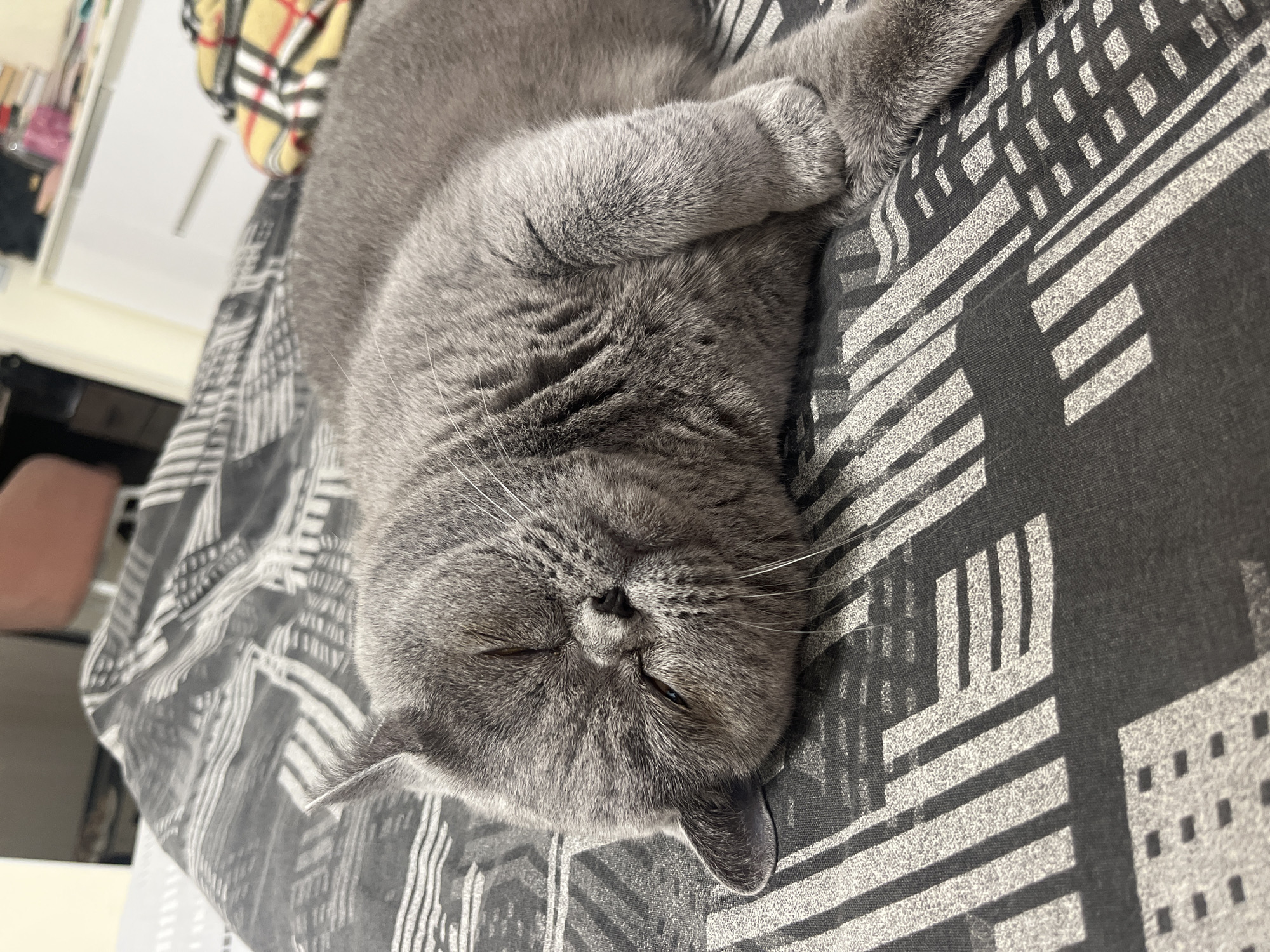 A gray cat is sleeping on a bed with a black and white patterned comforter. The cat is lying on its side, with its head resting on its paws. The cat's eyes are closed, and its mouth is slightly open. The comforter has a geometric pattern of lines and rectangles. In the background, there is a blurry view of furniture and possibly a window.