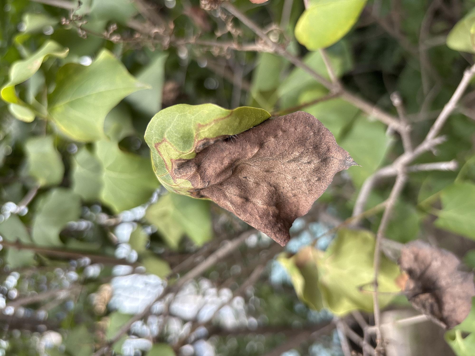 The image is a close-up, outdoor shot of a partially brown and desiccated leaf on a branch, with a blurred background of green foliage and sky. There are no people or animals visible. The leaf exhibits signs of browning and wilting, with some green remaining at its edges. The branch it is attached to is thin and brown. The overall environment appears to be a natural setting, possibly a garden or park. The image does not contain any elements that would allow for identification of its location within Blagoveshchensk, Russia.
