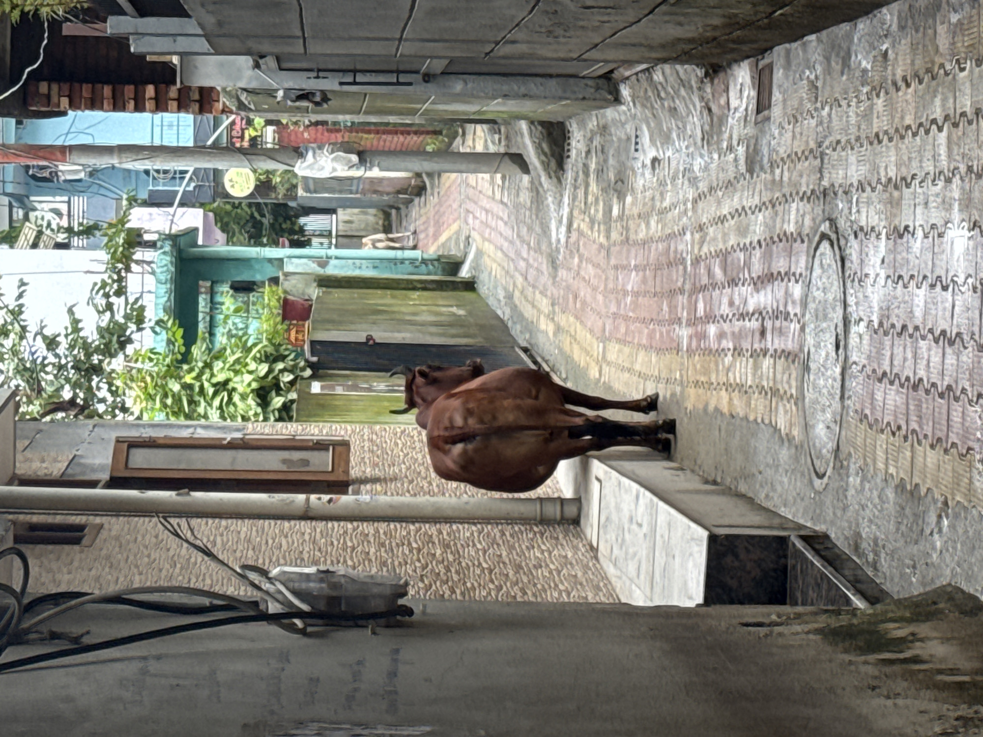 In Rishikesh, India, a brown cow walks down a narrow alleyway between buildings. The alley has a patterned walkway made of interlocking bricks in shades of pink, yellow, and beige. On the left, a textured wall of a building features a window with a wooden frame. On the right, the alley is flanked by more buildings, one with a red brick facade and another with grey concrete walls and a dark metal door. In the distance, more buildings of varying colors, including blue and green, are visible, along with some vegetation. A dog is also seen in the background of the alley. Electrical wires and conduits are present on the left side of the image, attached to the building. The ground in the alley appears wet in places, suggesting recent rain or cleaning.