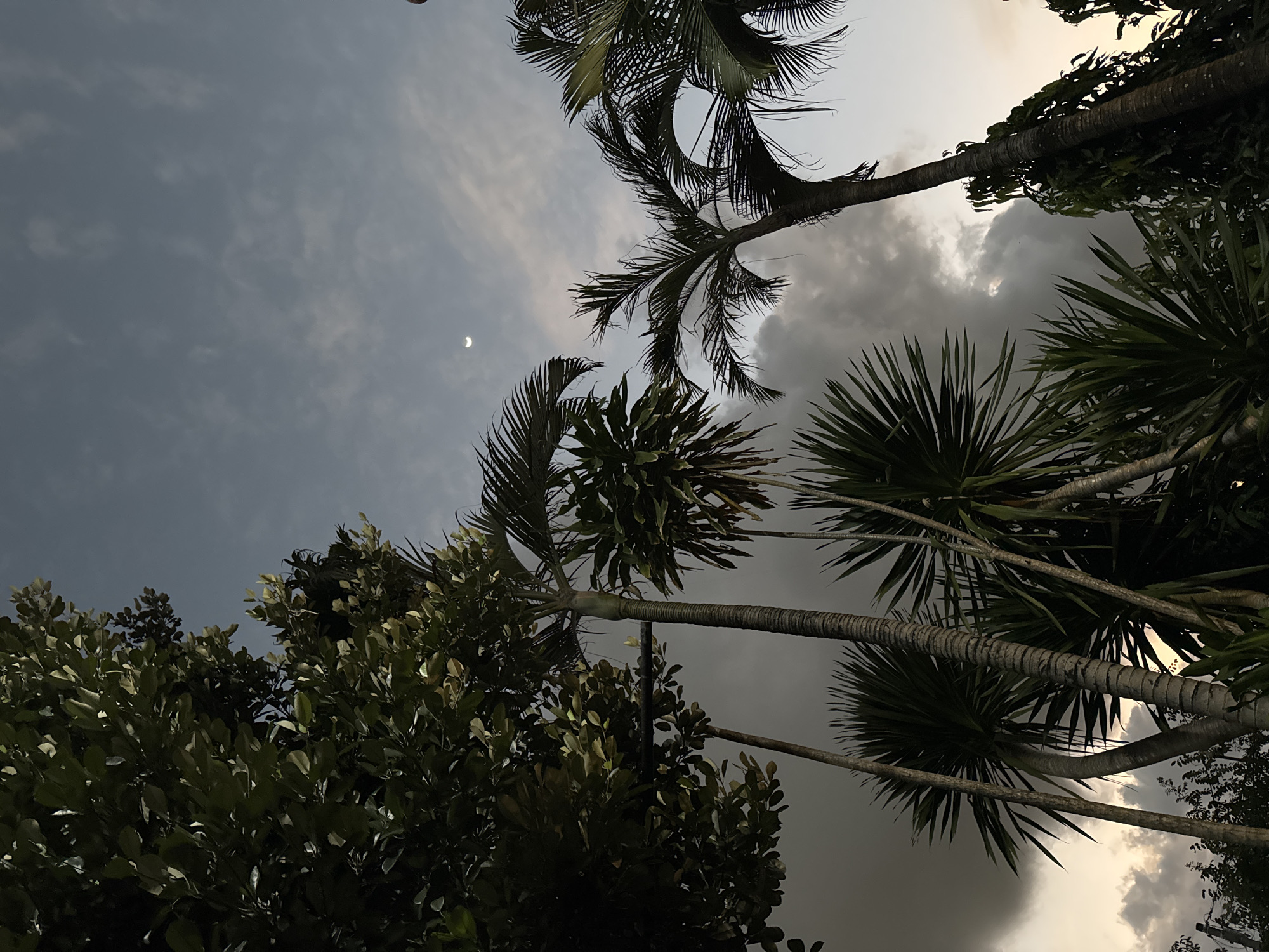 A crescent moon is visible in the dusky sky above a collection of palm trees and other foliage. The scene is captured from a low angle, looking upwards. The sky is a mix of grey clouds and lighter patches, suggesting twilight or a cloudy day. The foliage is lush and green, with distinct palm fronds and darker leaves from other trees. The image appears to be taken outdoors, possibly in a tropical setting. The overall mood is serene and natural.