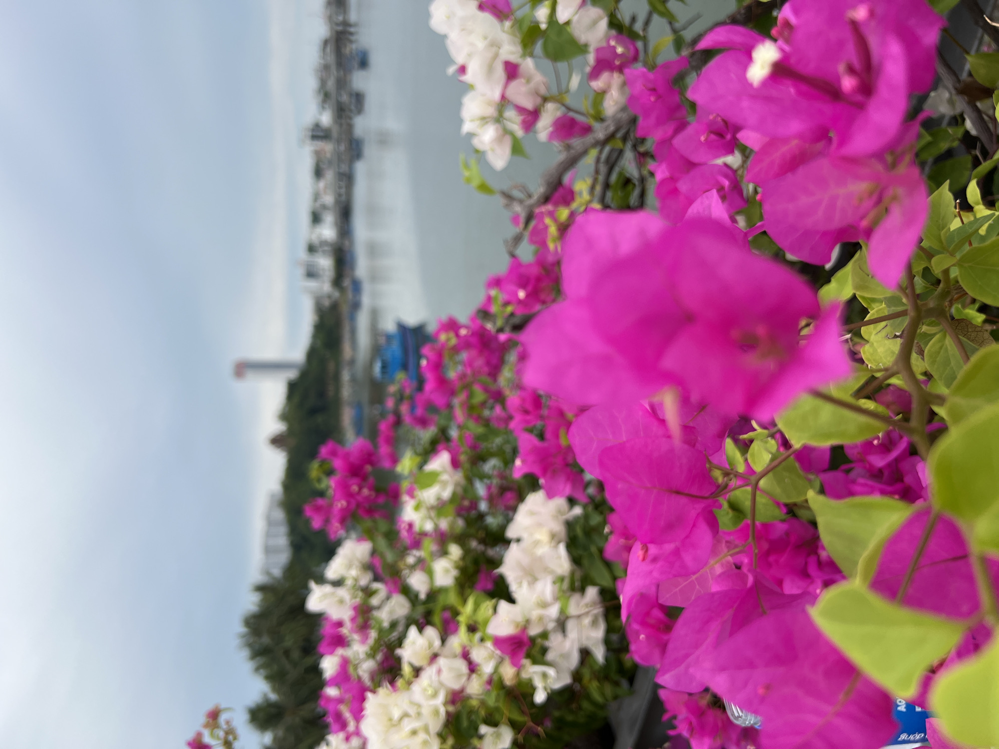 The image shows a close-up view of vibrant pink and white bougainvillea flowers in the foreground, with a blurred background depicting a coastal city scene. The background includes a body of water with several small boats, a shoreline with buildings, lush green trees, and a tall, slender tower in the distance. The sky is overcast and grayish. This scene is consistent with a view from a waterfront promenade or balcony in Nha Trang, Vietnam, a popular coastal city known for its beaches and scenic views. The focus is on the colorful flowers, suggesting a tranquil and picturesque setting.