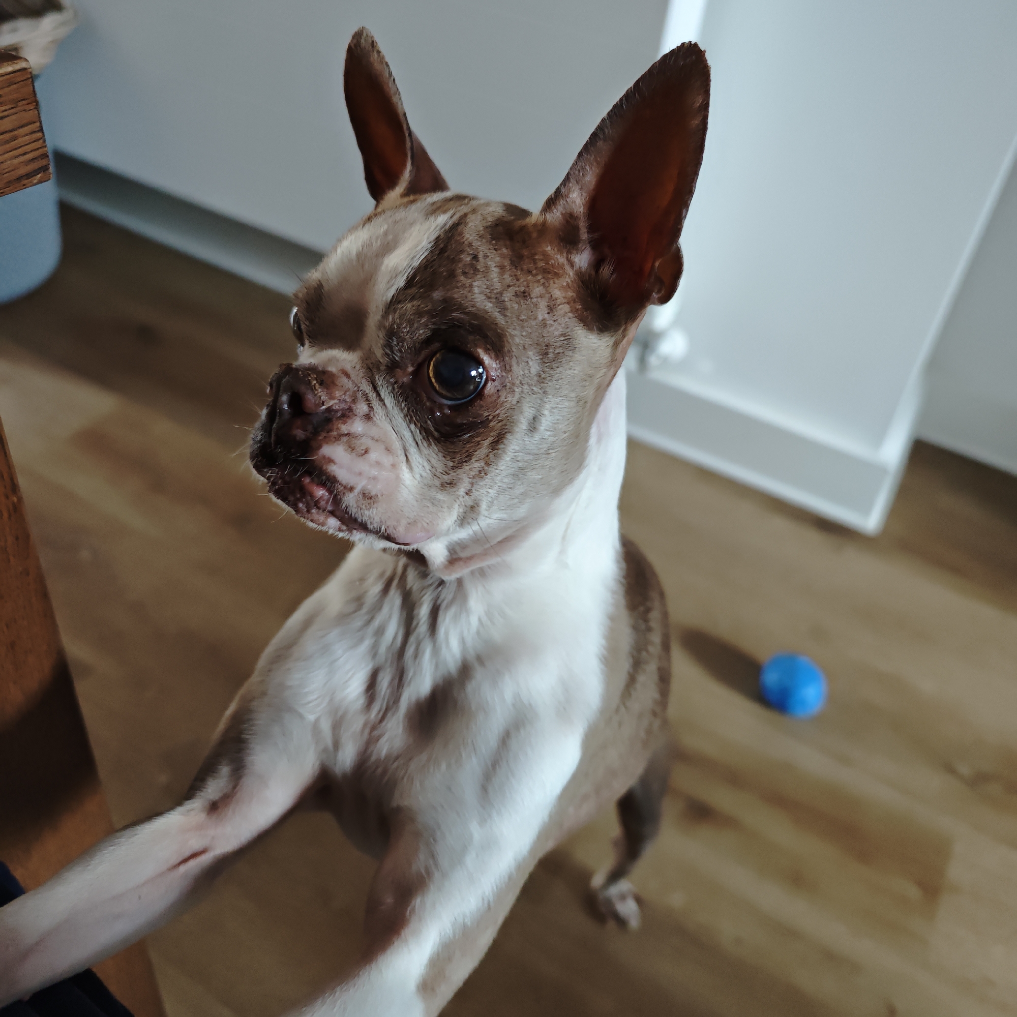 A Boston Terrier dog stands on its hind legs, reaching towards the left with its front paws. The dog has white and brindle markings, with large, erect ears and dark eyes. Its nose and muzzle area appear to have some redness or irritation. The dog is positioned on a wooden floor. To the right of the dog, on the floor, is a small, bright blue ball. In the background, to the left, a portion of a wooden table or chair leg is visible. The wall behind the dog is white. There is no indication of Locking Parklands, United Kingdom in the image.