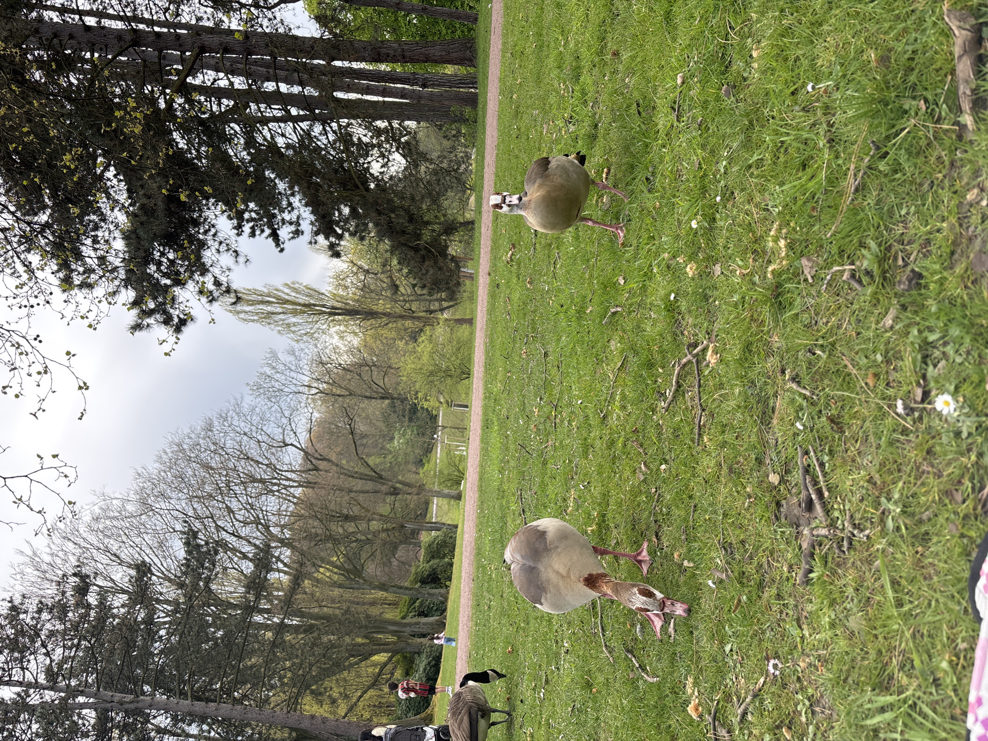 In a park of Unknown, Unknown, two Egyptian Geese stand in a grassy area bordered by trees. A path runs along the edge of the grass. In the background, people stand near a group of Canada Geese. The sky is overcast.