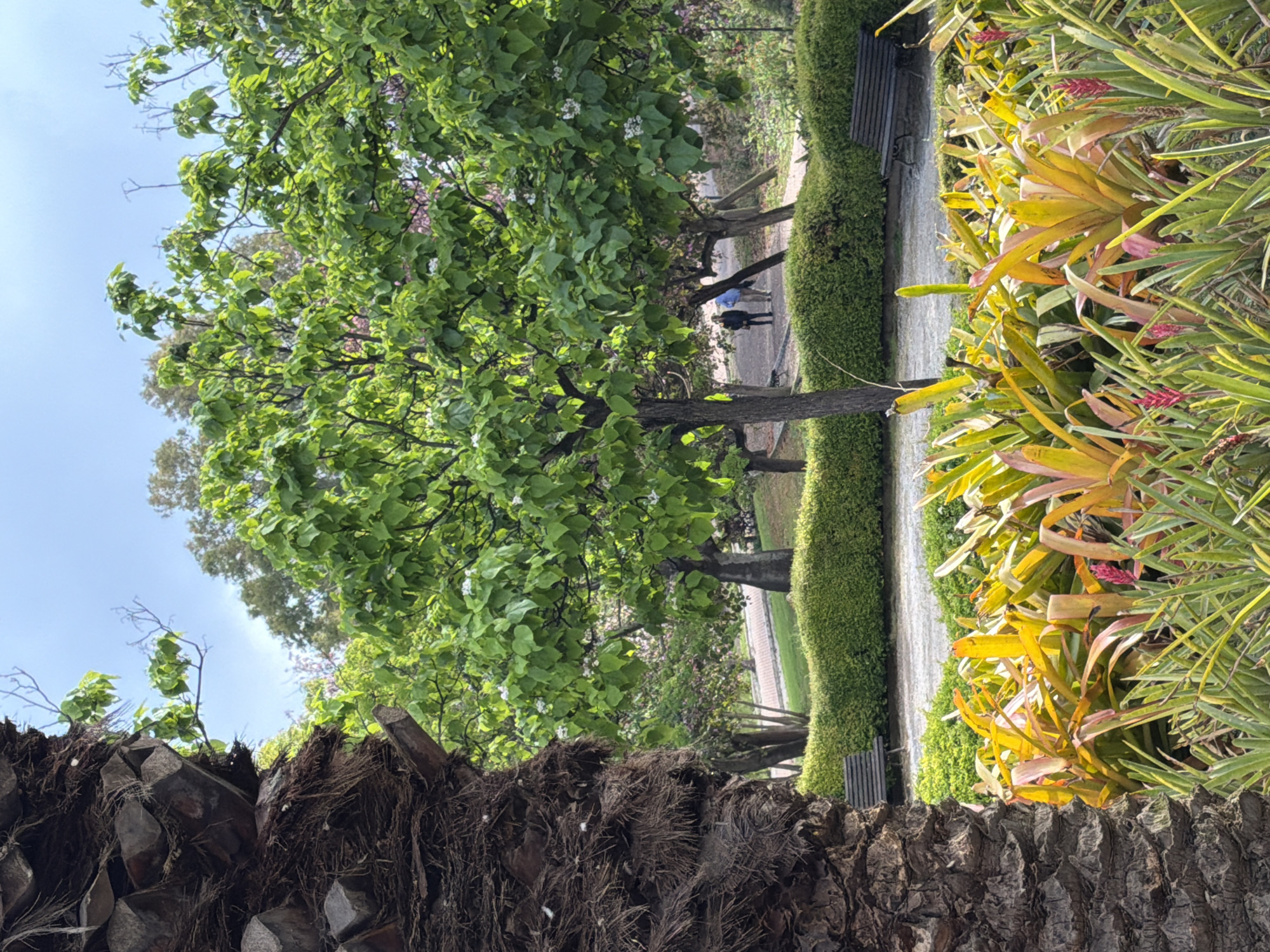 The image shows a park scene in Arroyo de la Miel-Benalmádena Costa, Spain. The foreground is dominated by a section of palm tree trunk. The midground features a pathway lined with a manicured hedge on one side and a variety of tropical plants with colorful leaves on the other. In the distance, two individuals are walking along the path. A green tree canopy fills much of the upper portion of the image, with a patch of blue sky visible. Benches are positioned along the pathway.