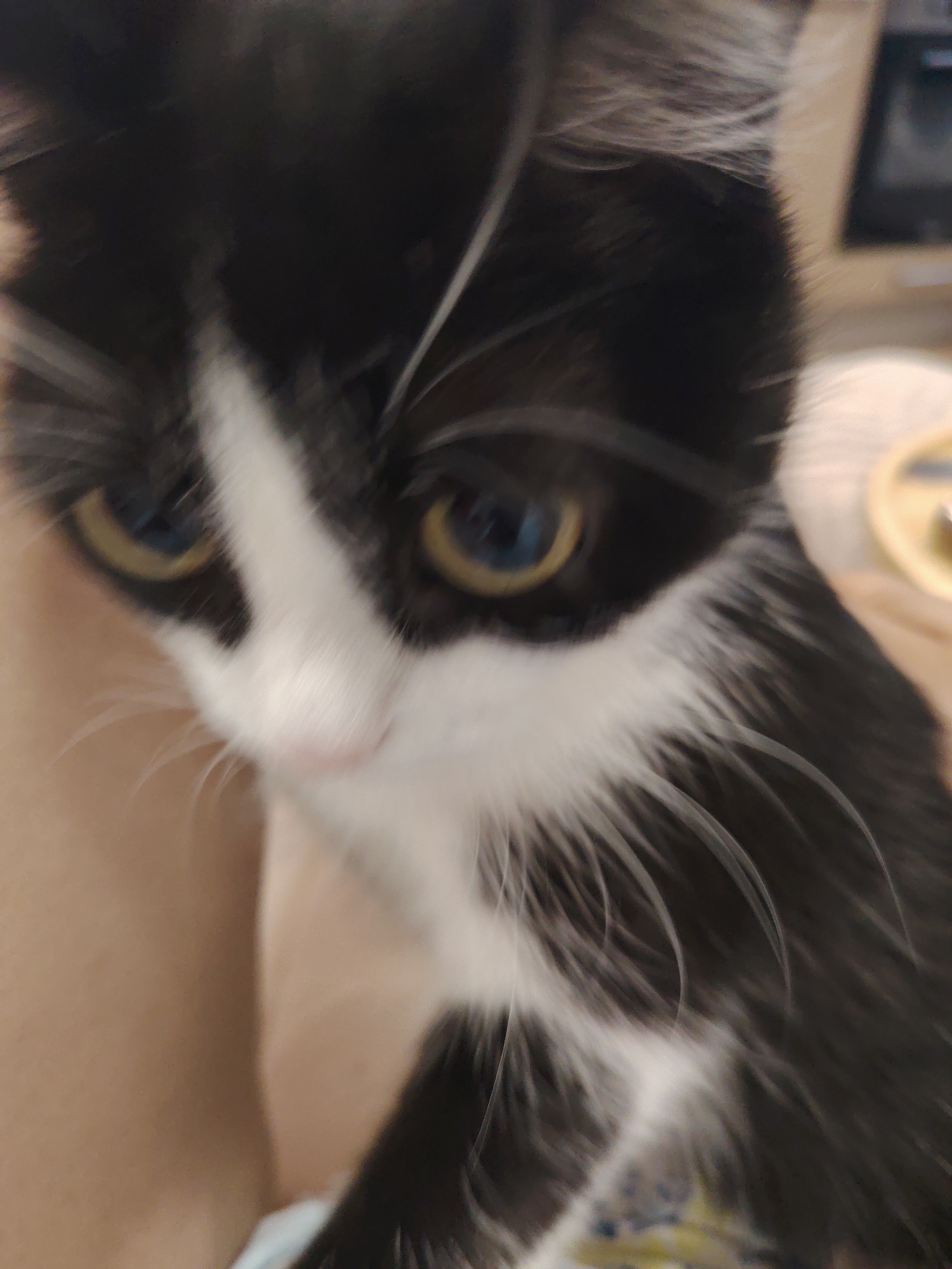 An extreme close-up, low-angle, full-body portrait of a black and white kitten is presented against a blurred beige background. The kitten's face is the focal point, with its yellow-green eyes clearly visible and reflecting light. The fur is predominantly black with white markings on its face and chest. The kitten's whiskers are long and white, fanning out from its muzzle. The overall image is slightly blurry, suggesting movement or a shallow depth of field. The kitten appears to be looking directly at the camera.