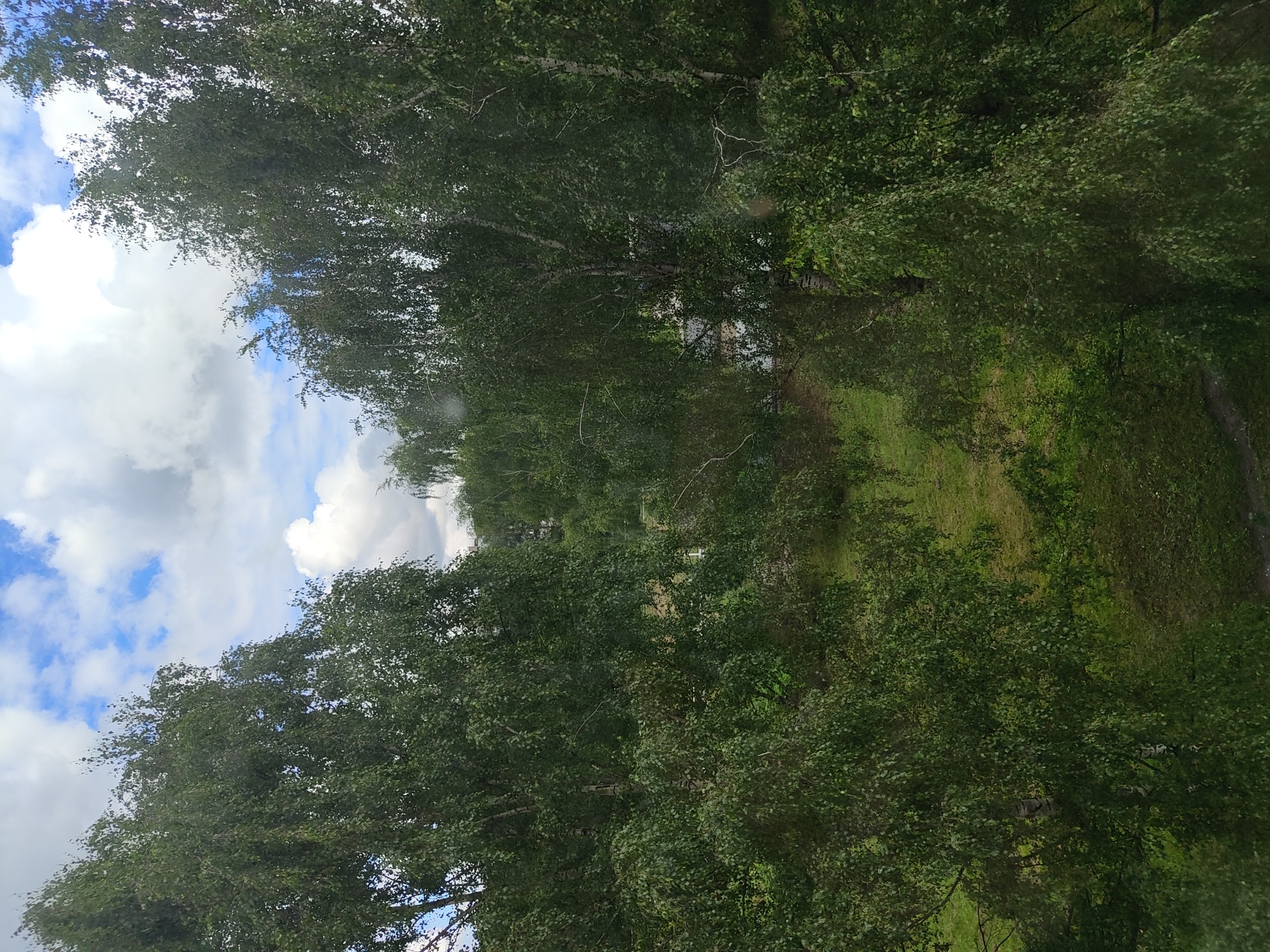 The image depicts a view of trees and the sky, likely taken from a window in Ryazan, Russia. In the foreground, two large birch trees with lush green foliage dominate the scene, their branches reaching towards the center. The sky above is a mix of bright blue patches and fluffy white clouds, suggesting a partly cloudy day. Beyond the foreground trees, a dense arrangement of more trees and some hints of buildings can be seen, indicating an urban or suburban setting with significant greenery. The ground below is covered with grass and some patches of bare earth or pavement. There are no people or specific objects of interest clearly visible. The overall impression is of a natural landscape viewed from an elevated position within a populated area.