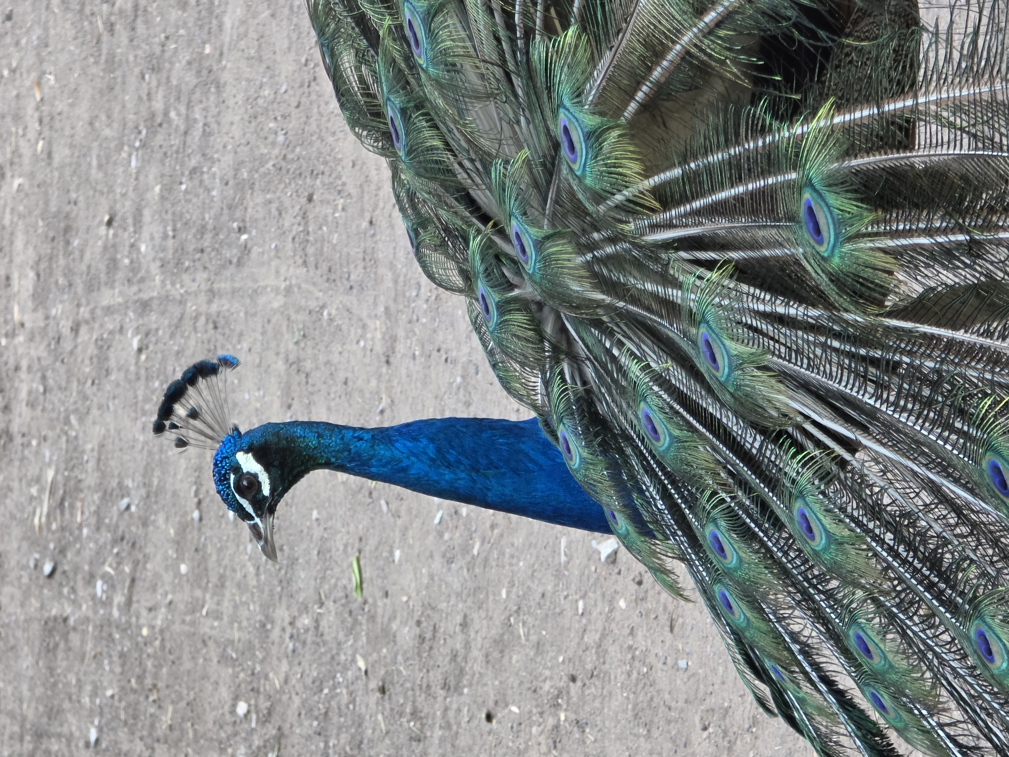 An overhead, diagonal shot captures a male peacock in Heroica Puebla de Zaragoza, Mexico, proudly displaying its fanned tail feathers during the daytime. The bird's head, with its striking blue plumage, white markings around the eyes, and delicate fanned crest, is visible on the left side of the frame, looking downwards. Its long, slender neck is also a vibrant iridescent blue.
The peacock's magnificent train of tail feathers dominates the right side of the image, spread wide in a captivating display. These feathers are a rich tapestry of shimmering greens, blues, and bronzes, each adorned with prominent "eyespot" patterns, characterized by iridescent blue and purple centers ringed with lighter green and golden hues. The intricate feathery texture and structure of the individual plumes are clearly visible.
The peacock stands on a textured, light grey-brown ground, possibly concrete or dirt, which provides a neutral background, emphasizing the bird's brilliant colors. The lighting appears natural and bright. No human figures or discernible text are present. The scene depicts the peacock confidently showcasing its splendid plumage, likely in an outdoor park or zoo setting.