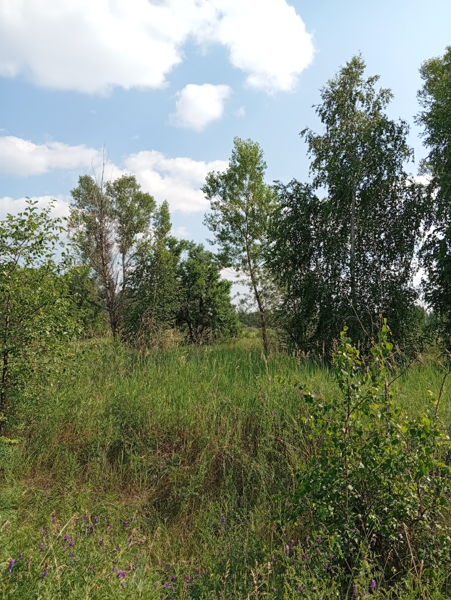 A full, medium-shot, outdoor, eye-level, natural light photograph captures a scene of tall grass and trees under a blue sky with white clouds. The foreground is dominated by lush green grass interspersed with small purple flowers. Behind the grass, a dense stand of various trees fills the frame, with the trunks of some larger trees visible. The sky, visible above the trees, is a clear blue with scattered, fluffy white clouds. The overall impression is one of a natural, overgrown landscape. The image location is identified as Опытное Поле, Russia.