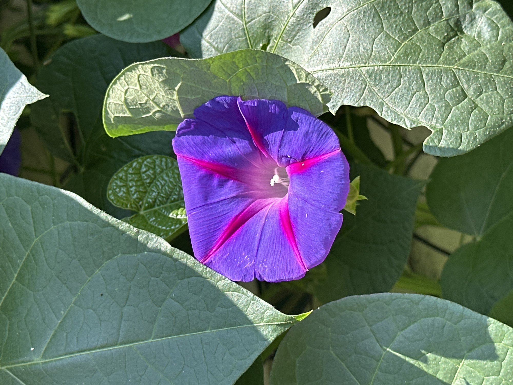 A close-up, overhead view captures a single, vibrant purple morning glory flower with striking magenta veins. The bloom is partially obscured by large, green leaves, some of which are illuminated by dappled sunlight, creating a play of light and shadow. The background consists of more greenery, suggesting a garden or natural setting. There is no indication of the specific location within Yessentuki, Russia. The image is static and focuses solely on the natural elements.