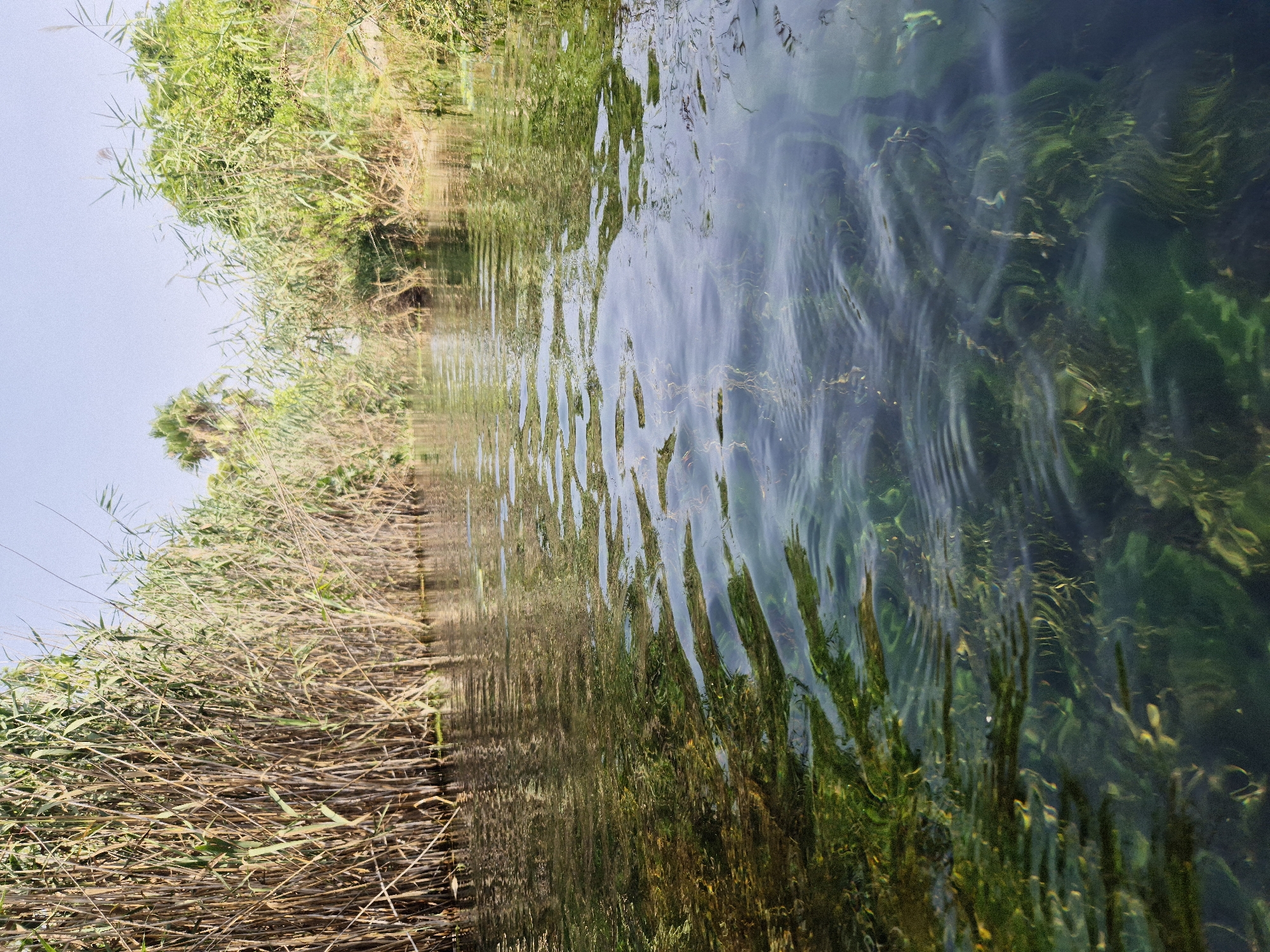 The image depicts a canal or narrow river bordered by dense vegetation, primarily tall reeds and green foliage. The water is clear and shallow enough to reveal abundant aquatic plants and submerged vegetation on the riverbed. The surface of the water exhibits ripples, reflecting the surrounding greenery and the pale blue sky. The scene appears natural and tranquil, suggesting an outdoor environment. The location is specified as Porto Cesareo, Italy, a coastal town in the Salento region of Apulia, known for its clear waters and natural landscapes, which aligns with the visual information presented in the image. There are no people or man-made structures visible in the frame, focusing solely on the natural elements of the waterway and its banks.