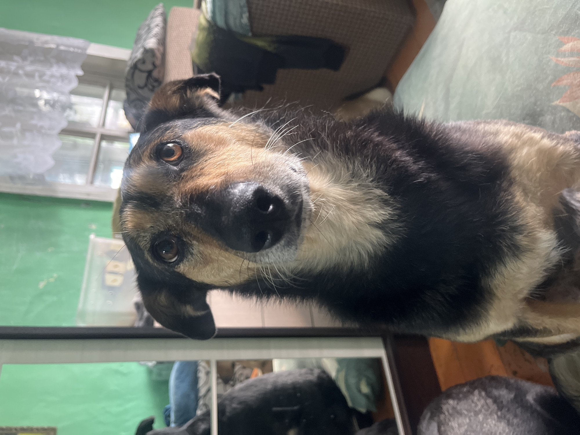 A medium shot shows a dog with dark brown and tan fur sitting in front of a cluttered room. The dog's head is tilted slightly, and its brown eyes are looking directly at the camera. Its ears are perked up, and its mouth is slightly open, revealing its tongue. The dog's fur is thick and appears to be a mix of short and long hairs.
The background is out of focus but suggests a domestic setting. To the left, a green wall is visible, with a mirror reflecting a blue object, possibly a pillow or blanket, on a bed. To the right, a window with white lace curtains is partially visible, and behind that, there are piles of blankets and clothes, suggesting storage or laundry. A large woven basket is also visible. The overall impression is one of a lived-in space. There are no indications of the city of Nizhny Tagil, Russia, or any specific geographical markers. The scene is static, with the dog being the only subject actively engaged with the viewer.