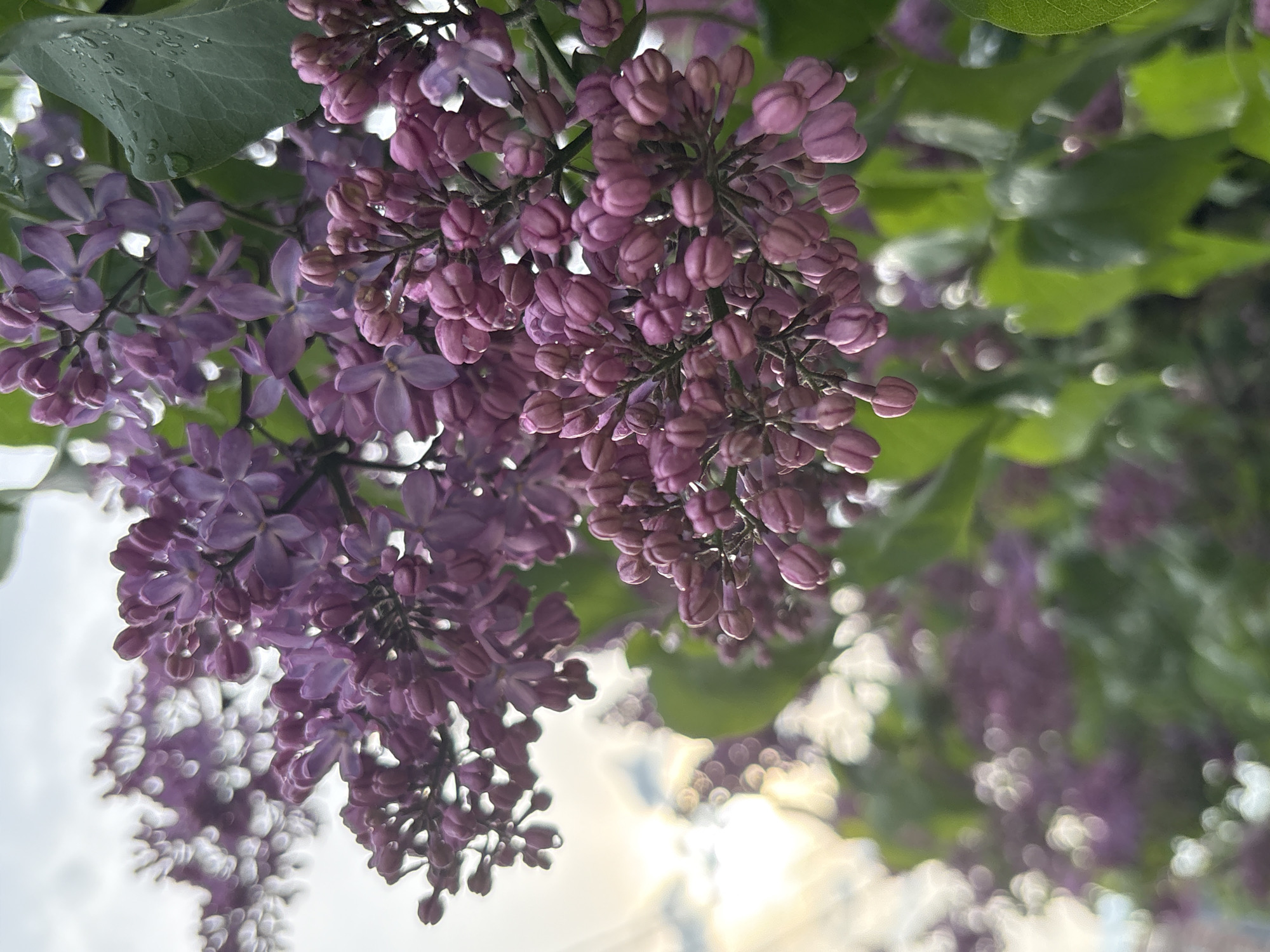 The image shows a close-up of lilac flowers in bloom, with a mix of open flowers and buds. The color of the flowers ranges from light to deep purple. Some green leaves are visible among the flowers. The background appears to be blurred, possibly showing more foliage or sky. Based on the presence of lilac flowers, the image is likely taken during the spring or early summer. Without additional information or distinct features, it's not possible to identify the location as Saint Petersburg, Russia or any other specific location. The scene depicts a natural setting featuring blooming lilacs.