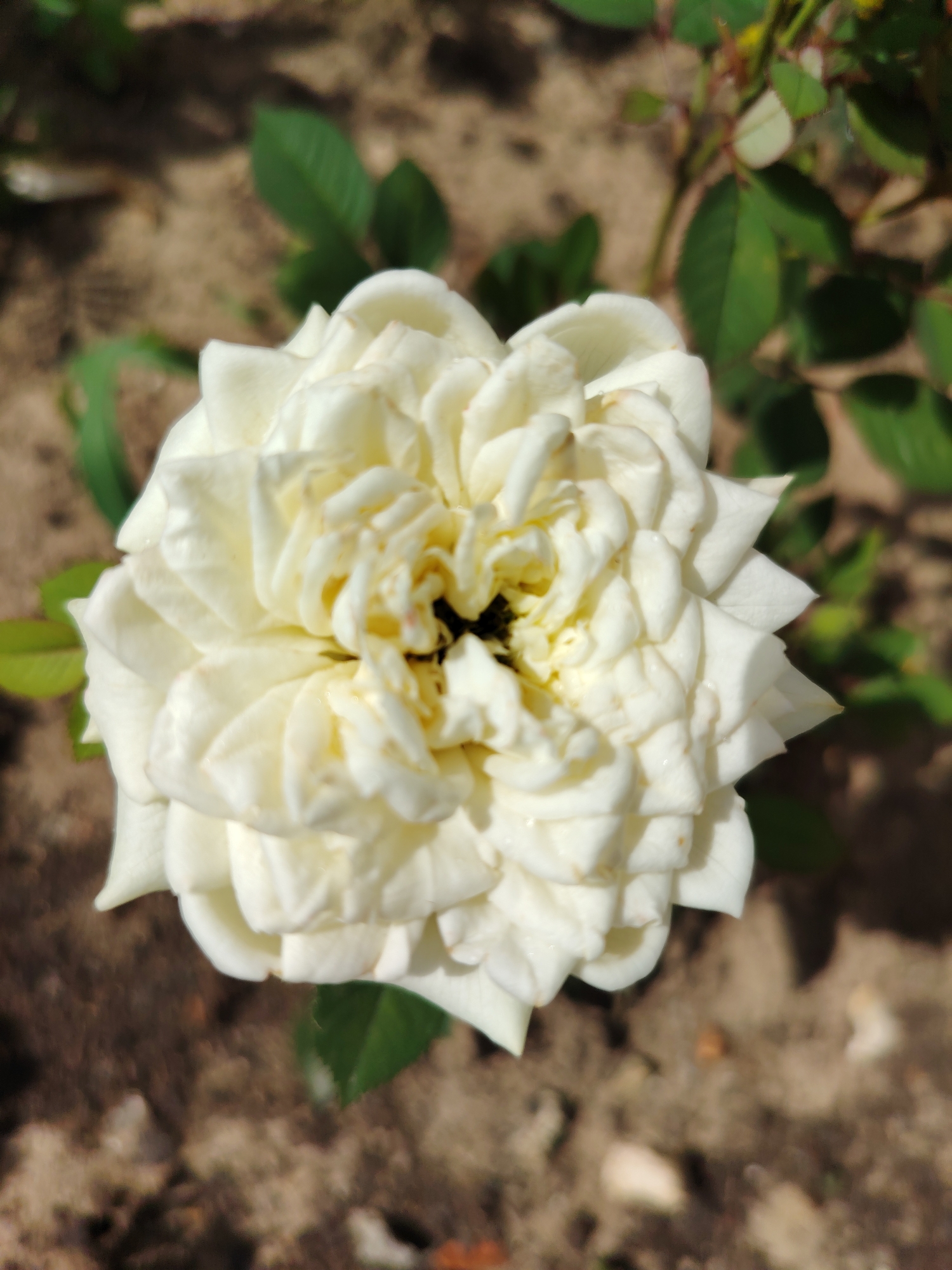 A close-up, overhead view of a fully bloomed white rose with tightly packed petals. The center of the rose is dark. The rose is set against a background of blurred green leaves and brown, sandy soil, suggesting an outdoor garden setting. The image appears to be taken in Balashikha, Russia.