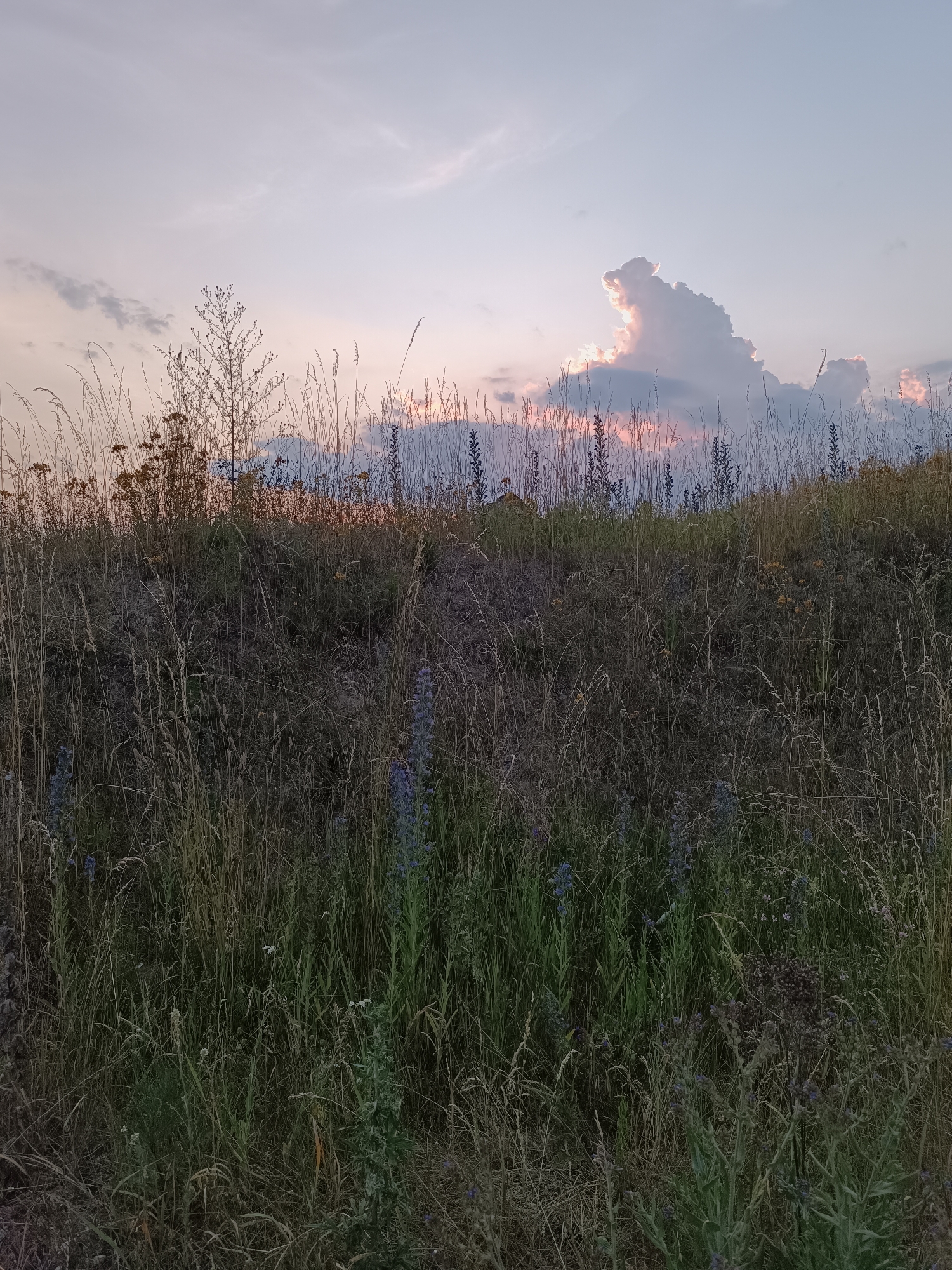 A natural landscape shot taken from a low angle shows a grassy hillside at dusk. The sky above is a pale lavender with some scattered clouds, and the sun is setting behind a large, bright cloud formation. The hillside is covered in tall, dry grass and some scattered blue wildflowers. The scene appears to be an undeveloped area, possibly a field or a park.