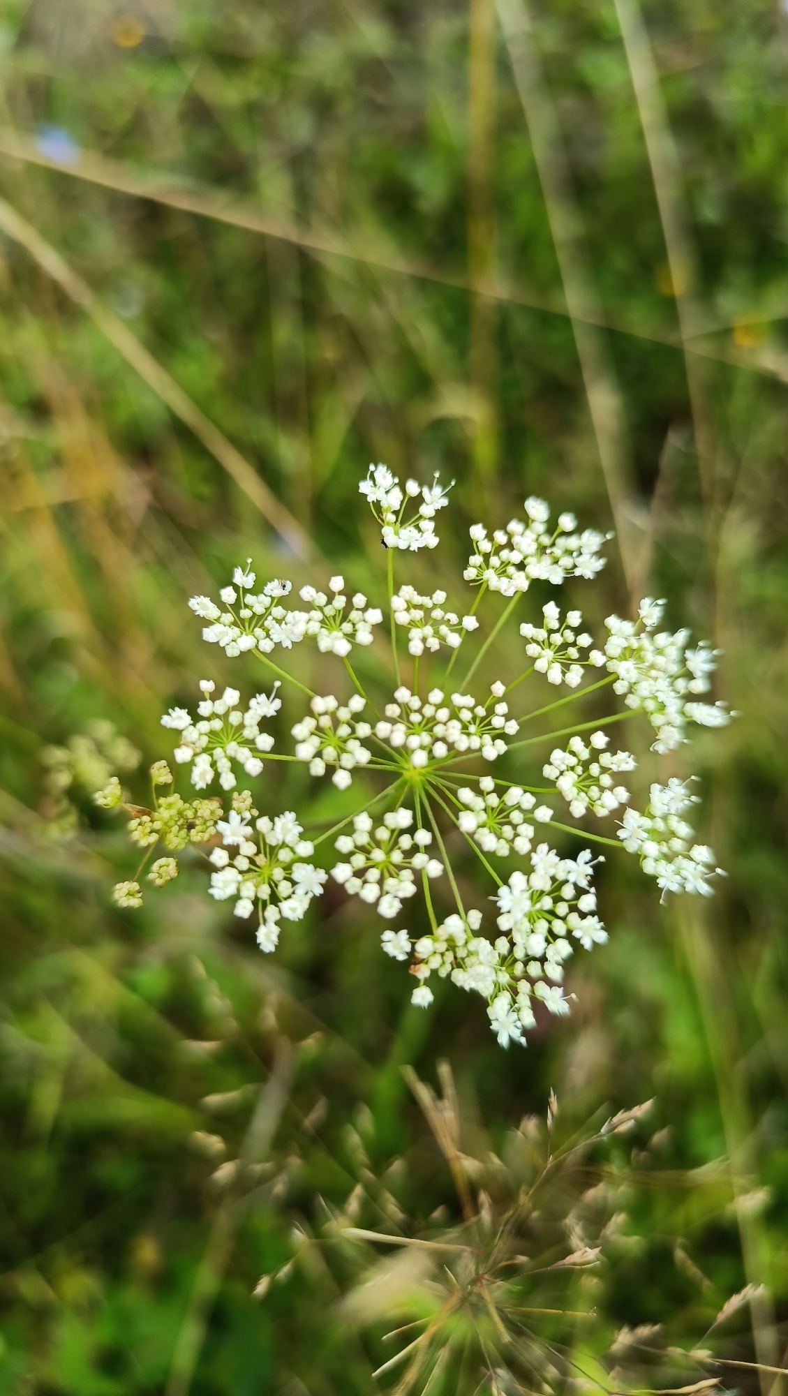 A close-up, vertical, eye-level shot captures a delicate white flower with a symmetrical, umbrella-shaped cluster of small blossoms. The flower is positioned slightly left of center against a soft-focus background of green grass and dry stalks. The grass appears to be in a natural, unmanicured setting, possibly a field or meadow. There are no people or any identifiable structures or landmarks visible in the image. The lighting is natural and diffused, creating a gentle and serene atmosphere. The image does not provide any information to identify its location within the city of Karsha, Russia.