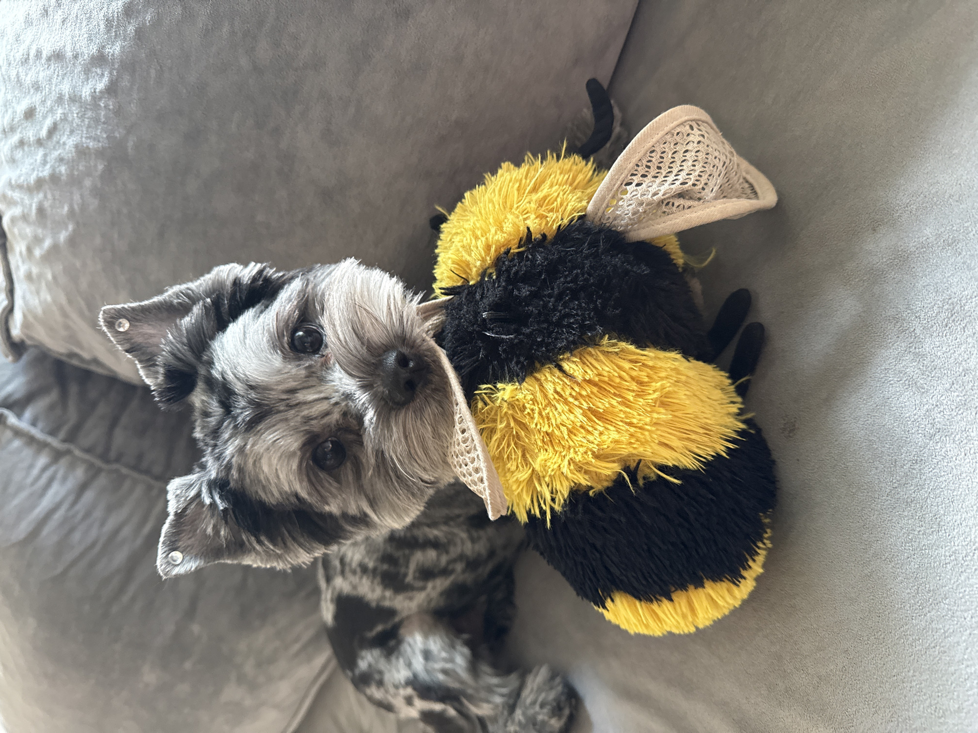 A small, grey and black merle dog with upright ears, one of which has a small, shiny stud, is lying on a grey couch and holding a plush bee toy in its mouth. The dog has dark eyes and a light-colored muzzle. The bee toy is yellow and black with mesh wings. The background is a blurred grey couch. The location is not specified in the image.