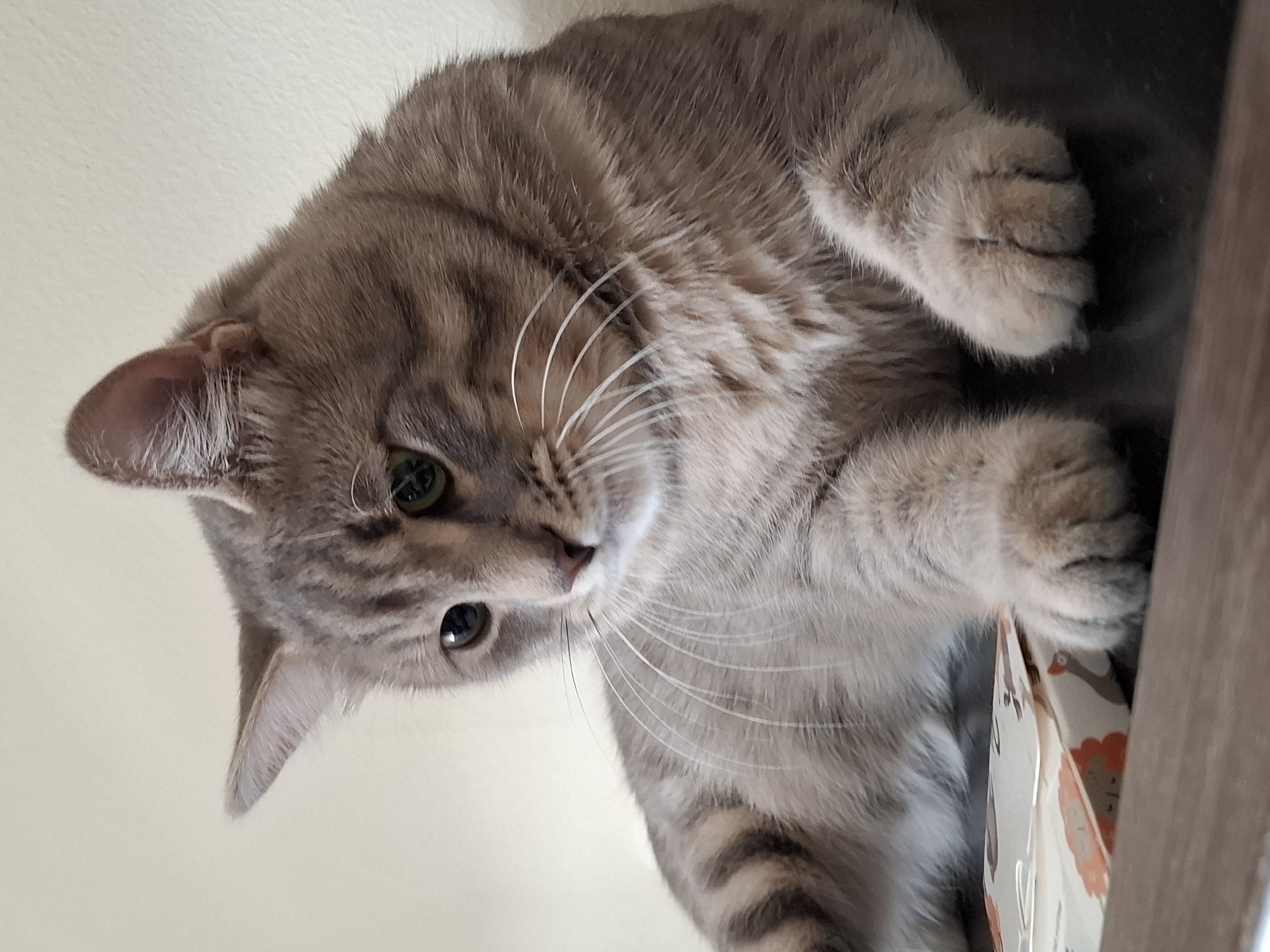 A grey tabby cat is positioned on a shelf, its gaze directed downwards towards the viewer. The cat's fur is a mix of grey and beige tones with visible tabby stripes. Its eyes are greenish-gold. The cat is nestled on top of a box, and is located indoors. The location and city cannot be determined from the image.