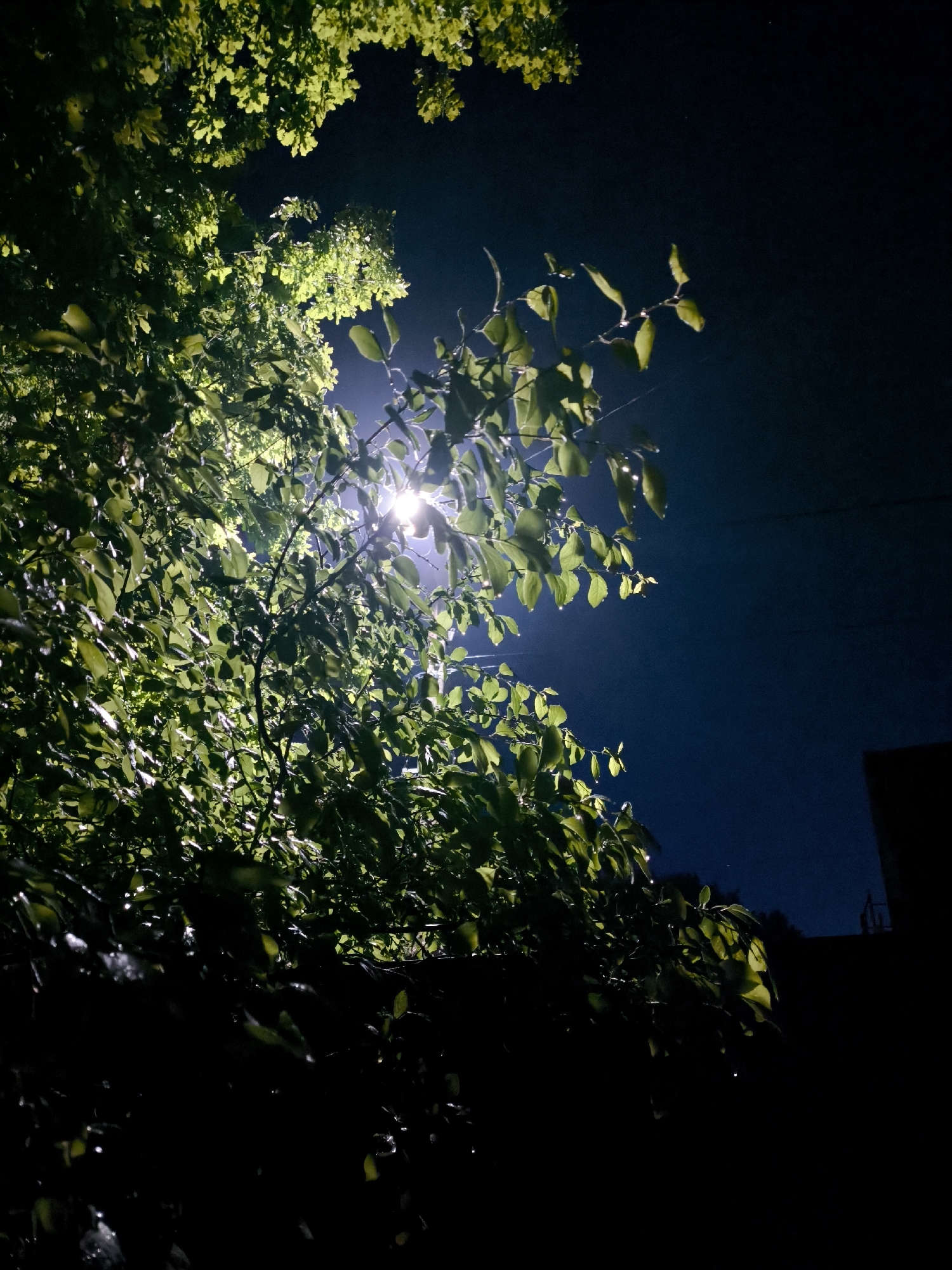 A nighttime scene shows a bright light illuminating a tree with green leaves. The tree is heavily shadowed in the lower portion of the frame, creating a contrast with the brightly lit leaves closer to the light source. The background is a dark, night sky. There is also a building partially visible. The location is Unknown, Unknown.