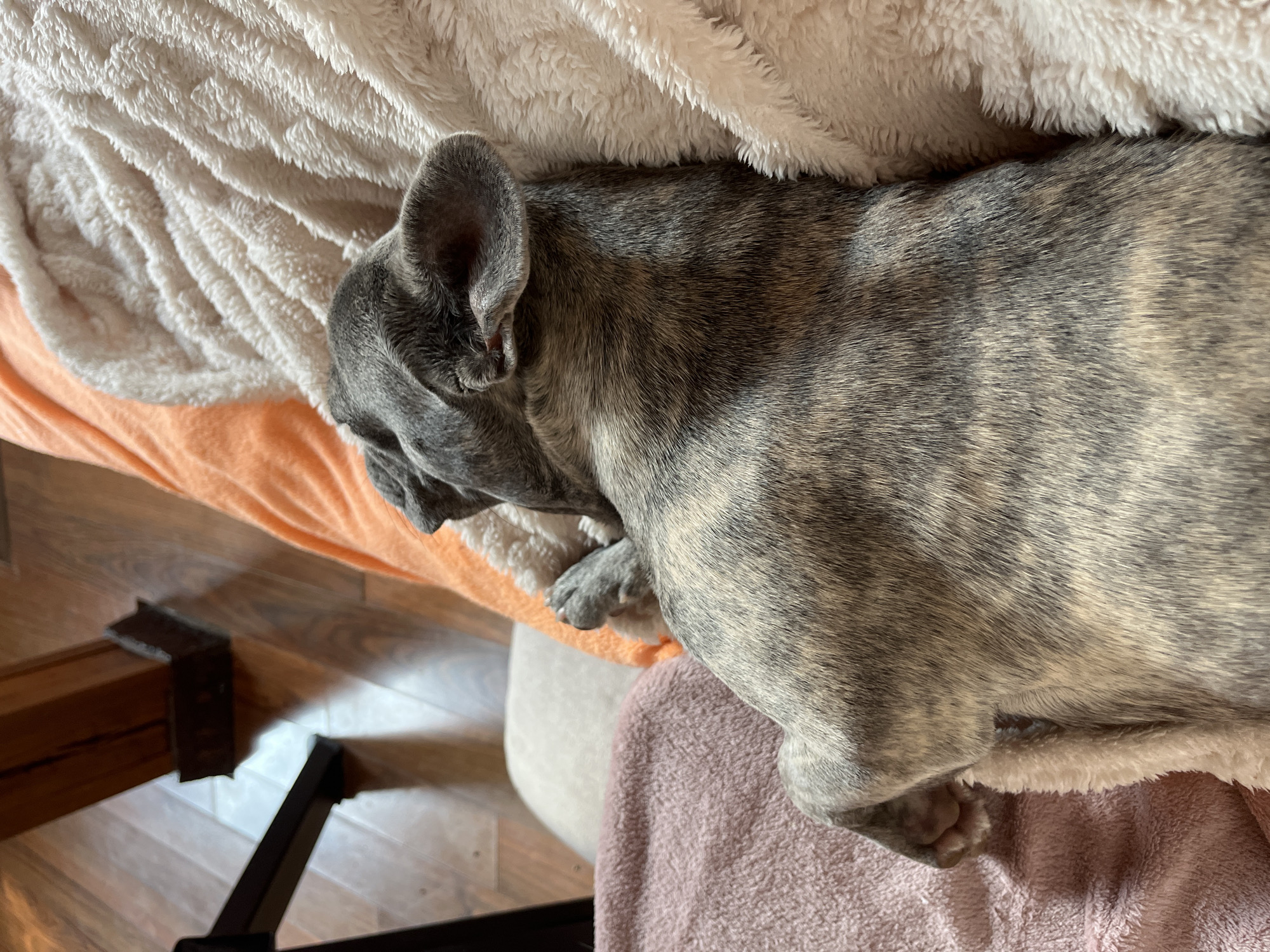 A high-angle indoor shot captures a brindle-patterned French Bulldog resting comfortably on a variety of soft blankets. The dog, predominantly grey and black with lighter tan or cream stripes, lies diagonally across the frame, facing towards the left. Its head is lowered and appears to be tucked into its body, with one upright ear prominently visible.
The dog is nestled on a white, fluffy blanket with a distinct textured or cable-knit pattern, which itself rests on an orange or peach-colored fabric. A pale pink or mauve fluffy blanket is visible beneath the dog's lower body and paws on the bottom right. The dog's grey paws are slightly visible, appearing relaxed.
Below the blankets and dog, a wooden floor is visible on the left and bottom portions of the image. On the wooden floor, dark metal structures, possibly furniture legs or a stand, cast shadows, and a wooden beam or furniture component is also present on the left. The lighting suggests a daytime setting, with natural light illuminating the scene. The overall atmosphere conveys a sense of peaceful rest and comfort. There is no visible text in the image.