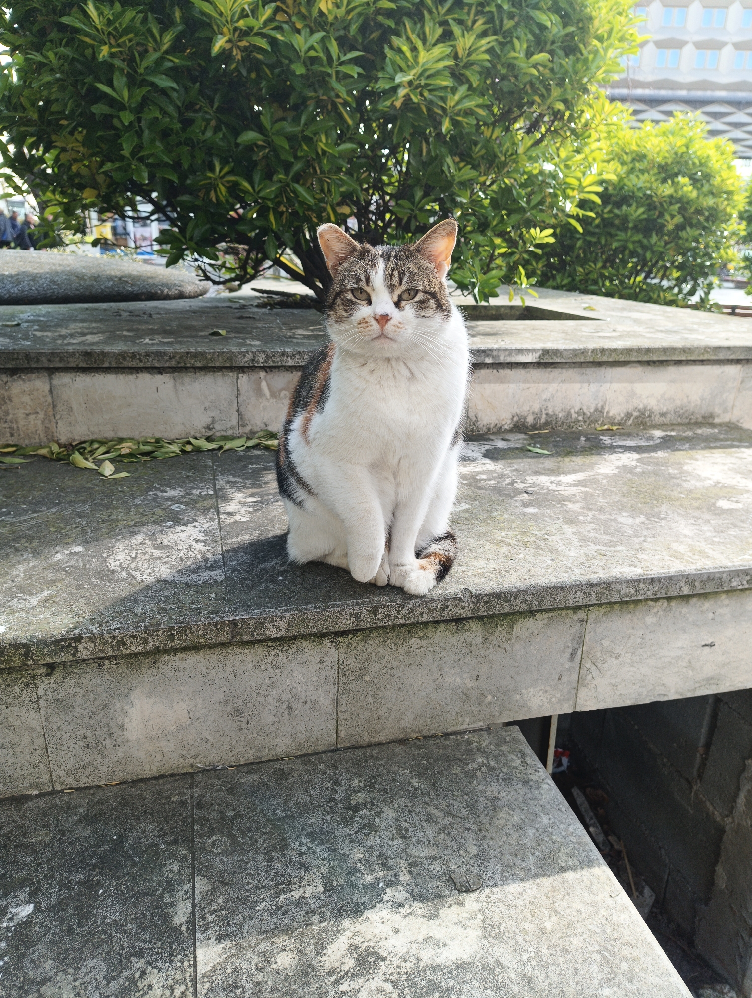 A medium shot shows a cat sitting on concrete stairs. The cat is predominantly white with patches of tabby fur on its head and back, and a striped tail with some orange markings. It sits upright, facing the camera with a calm expression.
Behind the cat, there's a dense green bush. The location is Burgas, Bulgaria, as suggested by previous image analysis. The overall environment appears to be an urban outdoor area, with architectural elements suggesting a public space like a park or plaza. There is an under passage beneath the stairs which is filled with debris.