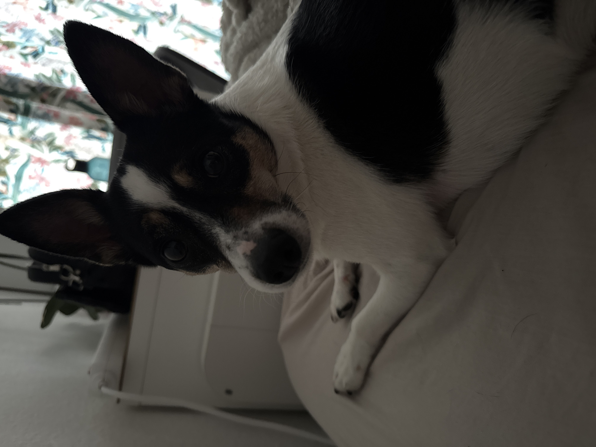 A medium shot captures a black and white dog with large ears lying on a bed. The dog is facing the camera, with its head slightly tilted to the left. Its fur is primarily white with distinct black markings on its head, ears, and a large patch on its back. The dog's eyes are dark and appear to be looking directly at the viewer. Its nose is black with a pinkish hue on the right side. One of its front paws is extended forward, resting on the beige-colored bedding. The background shows a blurred floral curtain and part of a white piece of furniture. The image appears to be taken indoors in a domestic setting. There is no indication of the specific location in Schopfheim, Germany.