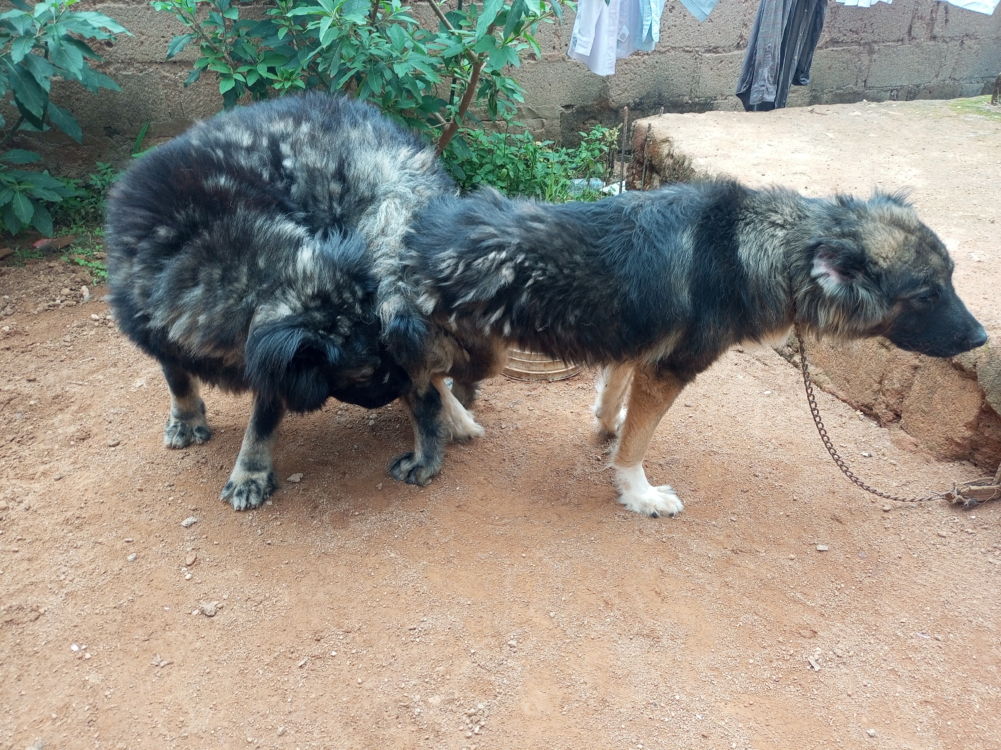 The image depicts two dogs on a dirt ground in what is reportedly Bukuru, Nigeria. One dog is larger and rounder with black and grey fur, while the other is slightly smaller and leaner with similar fur coloration. The leaner dog is attached to a chain. The environment consists of foliage, a wall, and laundry hanging in the background.