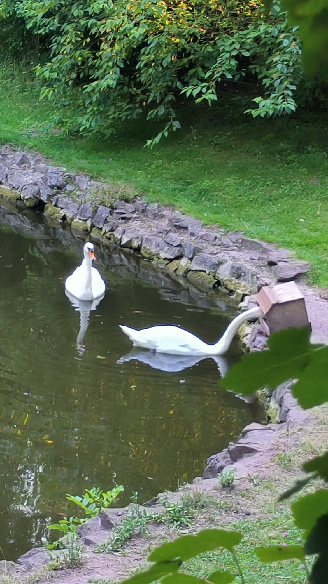 Two white swans are in a pond. One swan is in the foreground with its head bent down, apparently drinking from a small wooden structure on the edge of the pond. The second swan is further back in the pond, facing the viewer. The pond is surrounded by a rocky edge and lush green grass and bushes. The image is taken in Lviv, Ukraine.